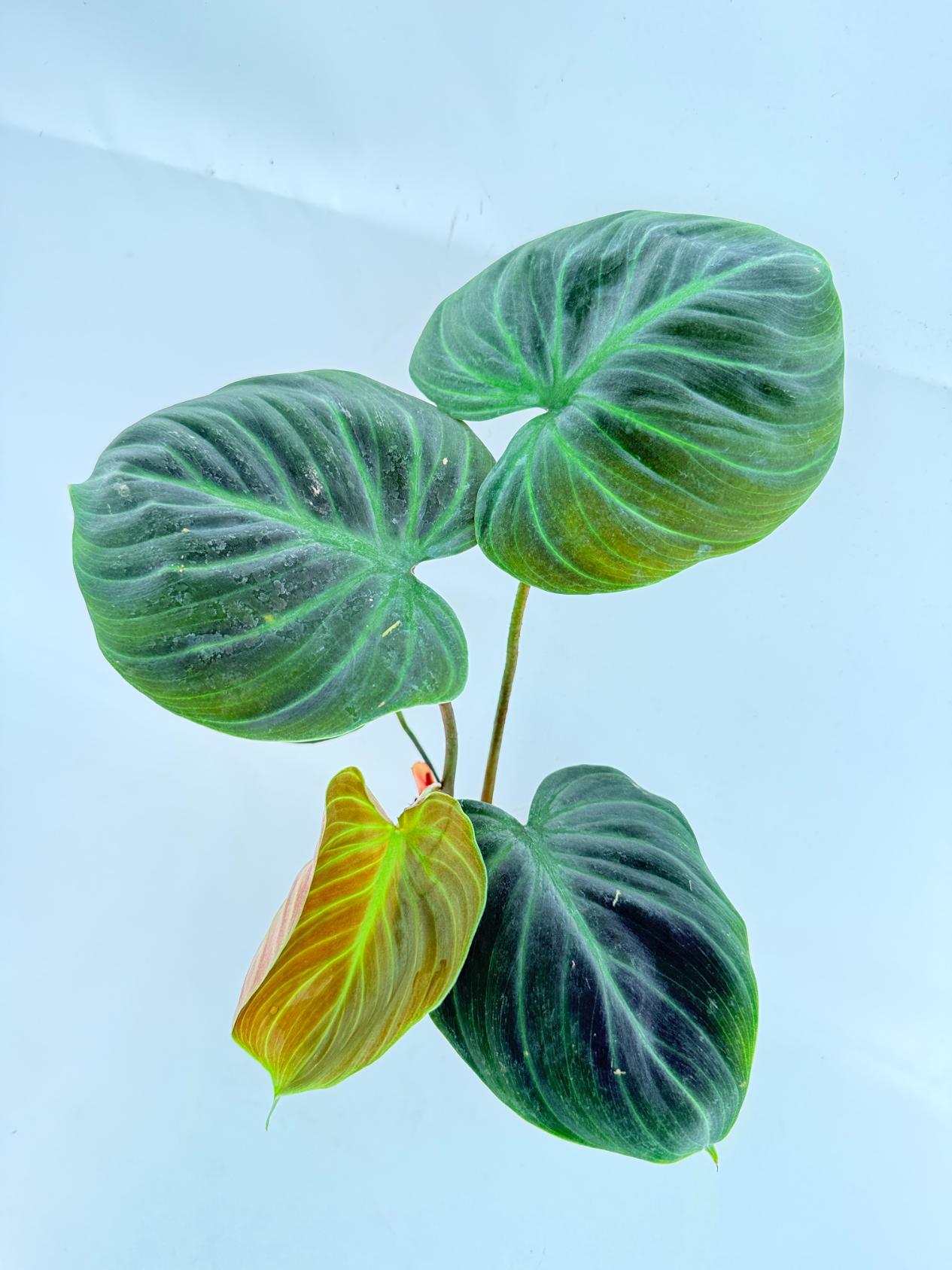 Philodendron Rubrijuvenile El Choco Red