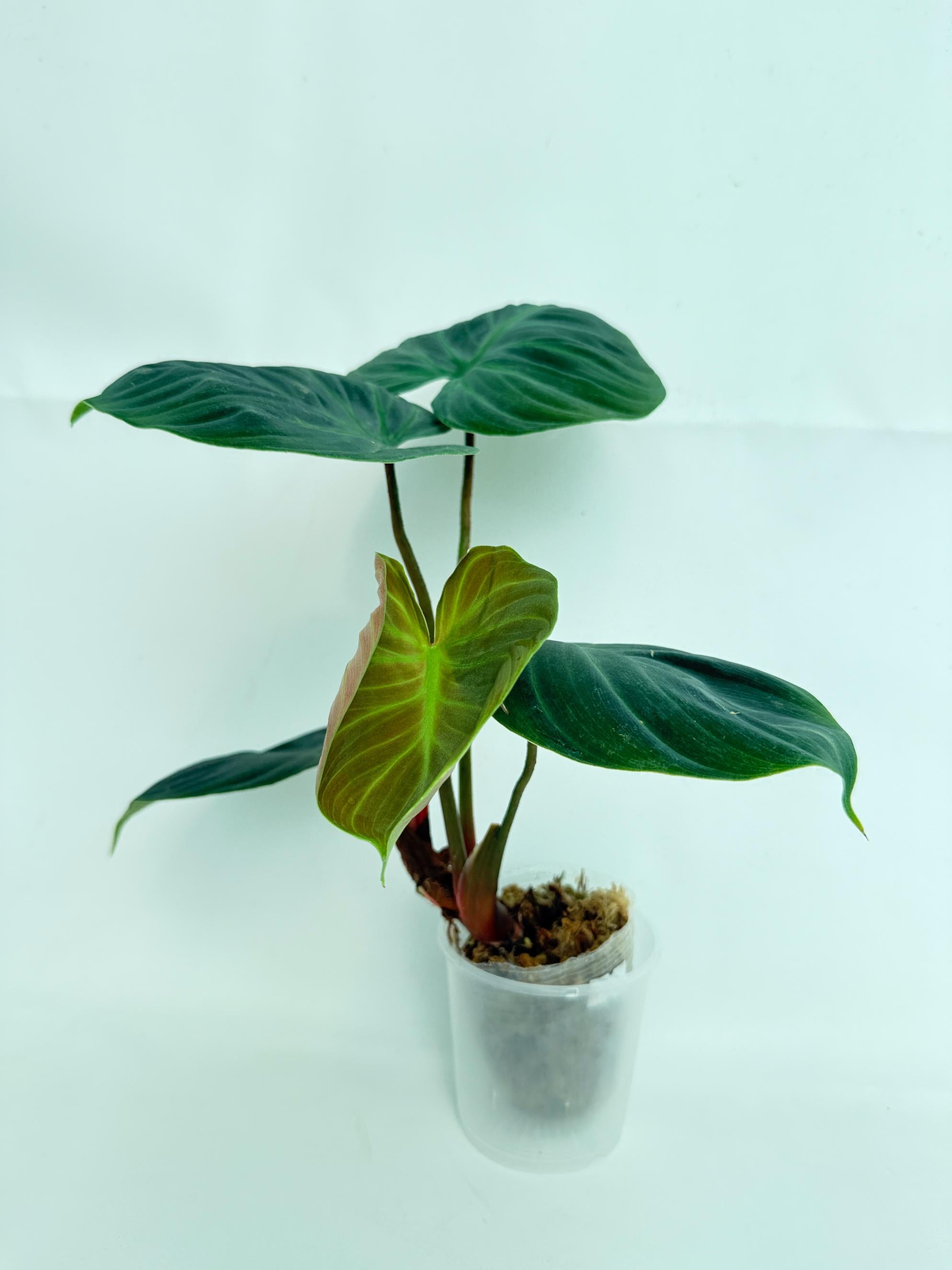 Philodendron Rubrijuvenile El Choco Red