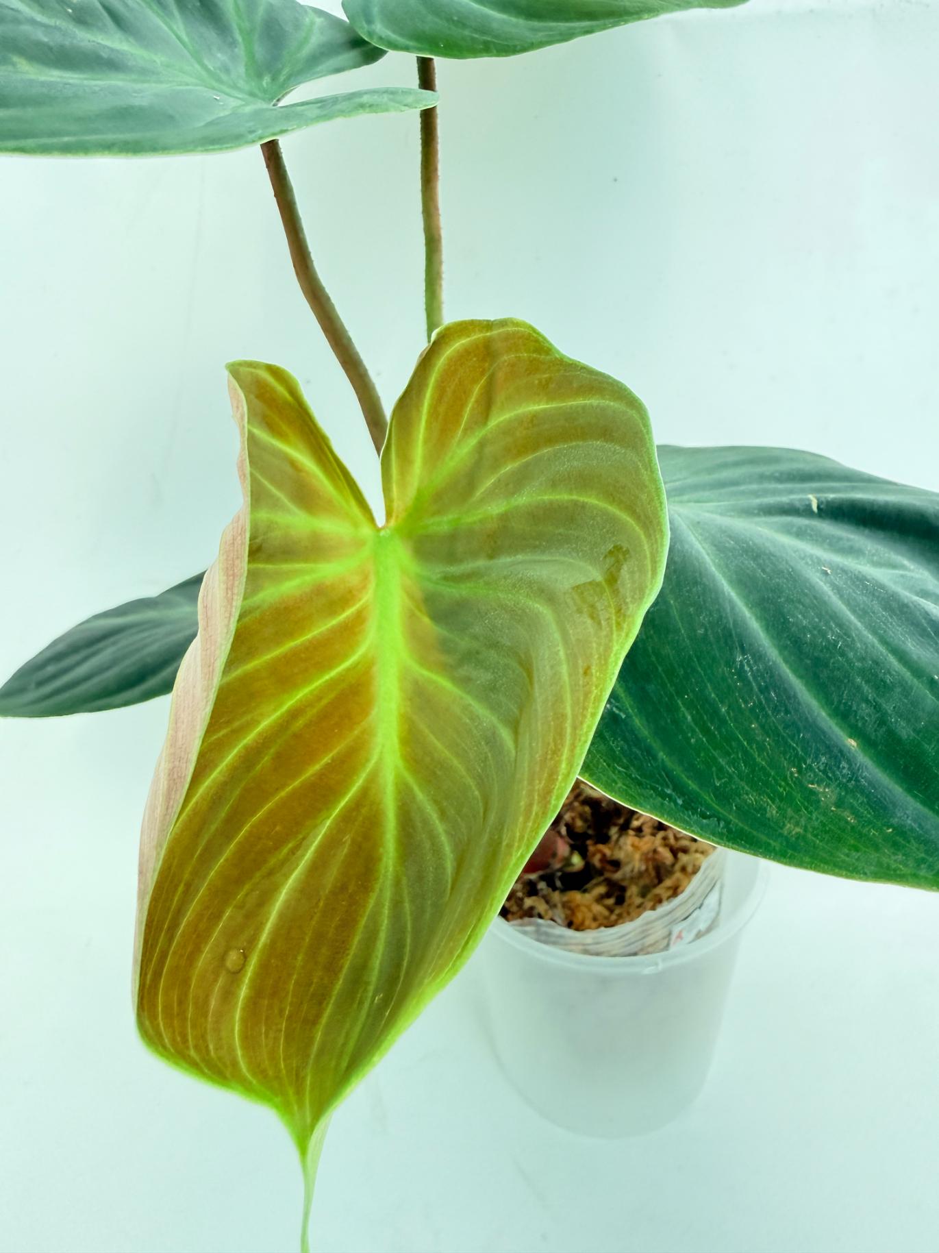 Philodendron Rubrijuvenile El Choco Red