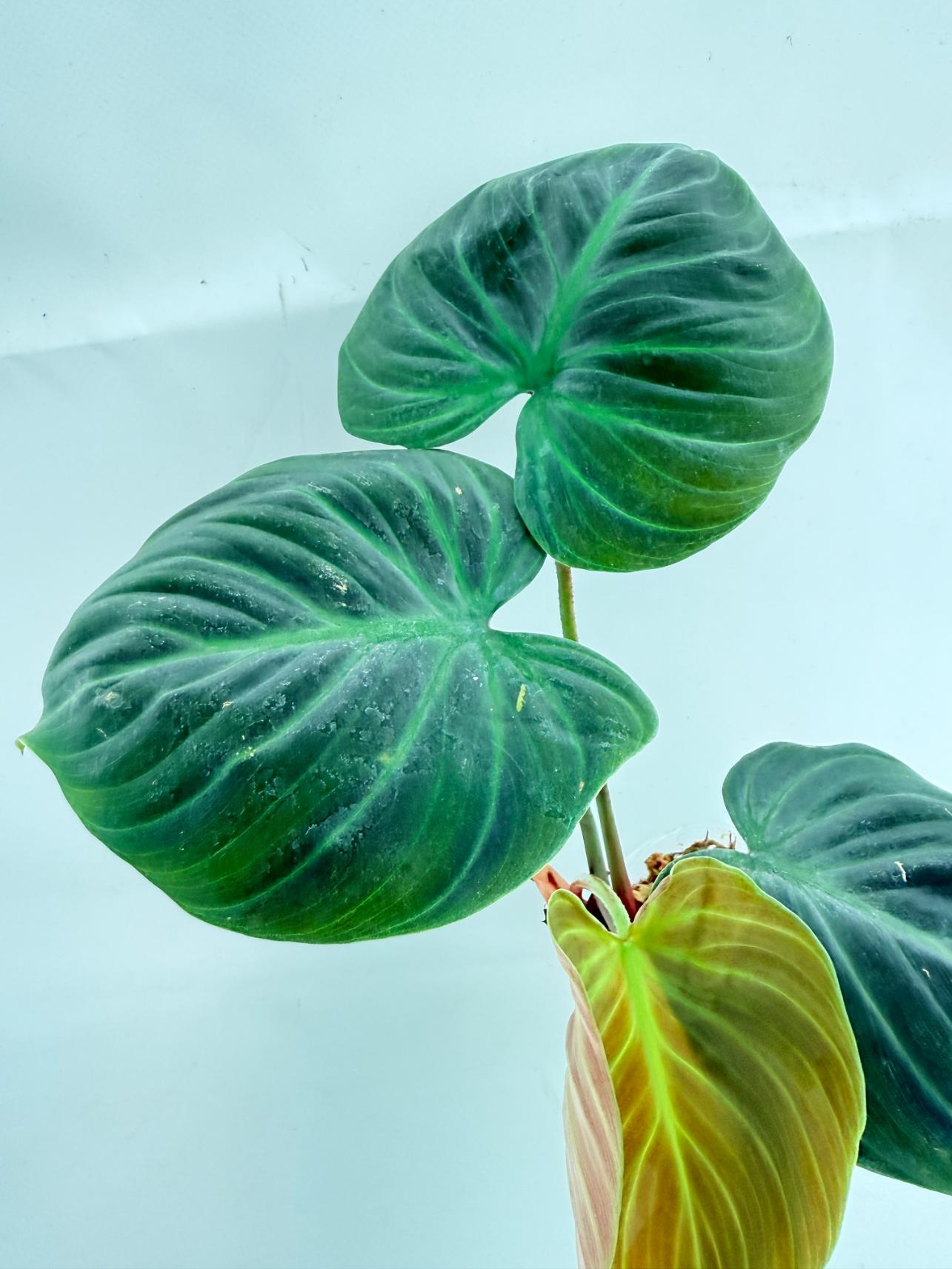 Philodendron Rubrijuvenile El Choco Red