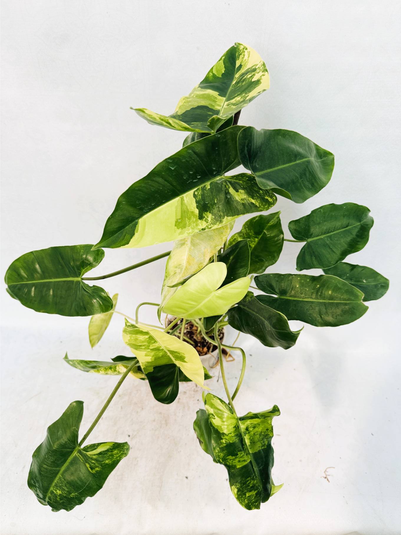 philodendron_burle_marx_var_25-10-14-04