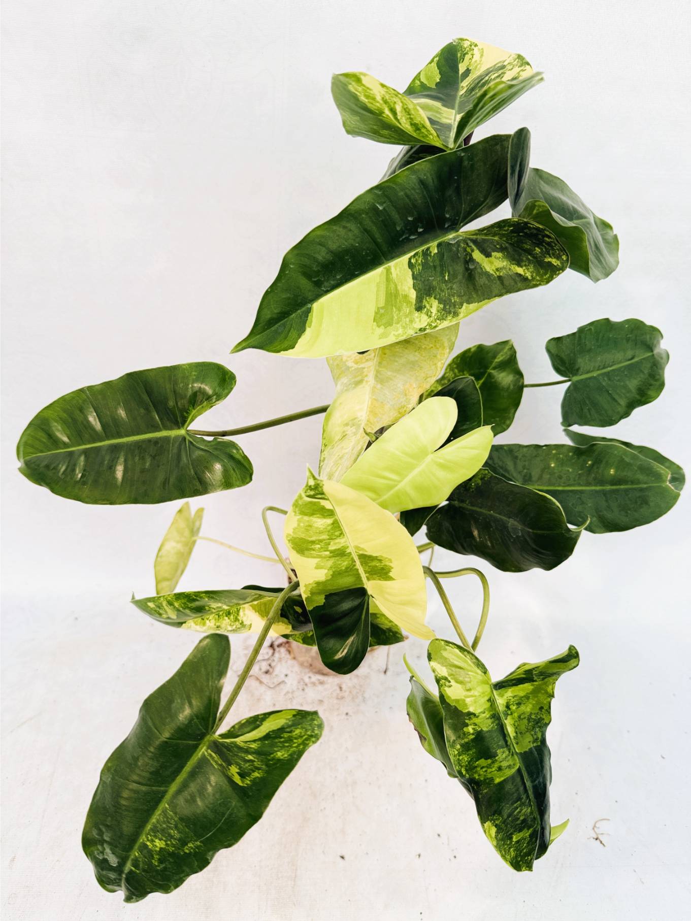 philodendron_burle_marx_var_25-10-14-04