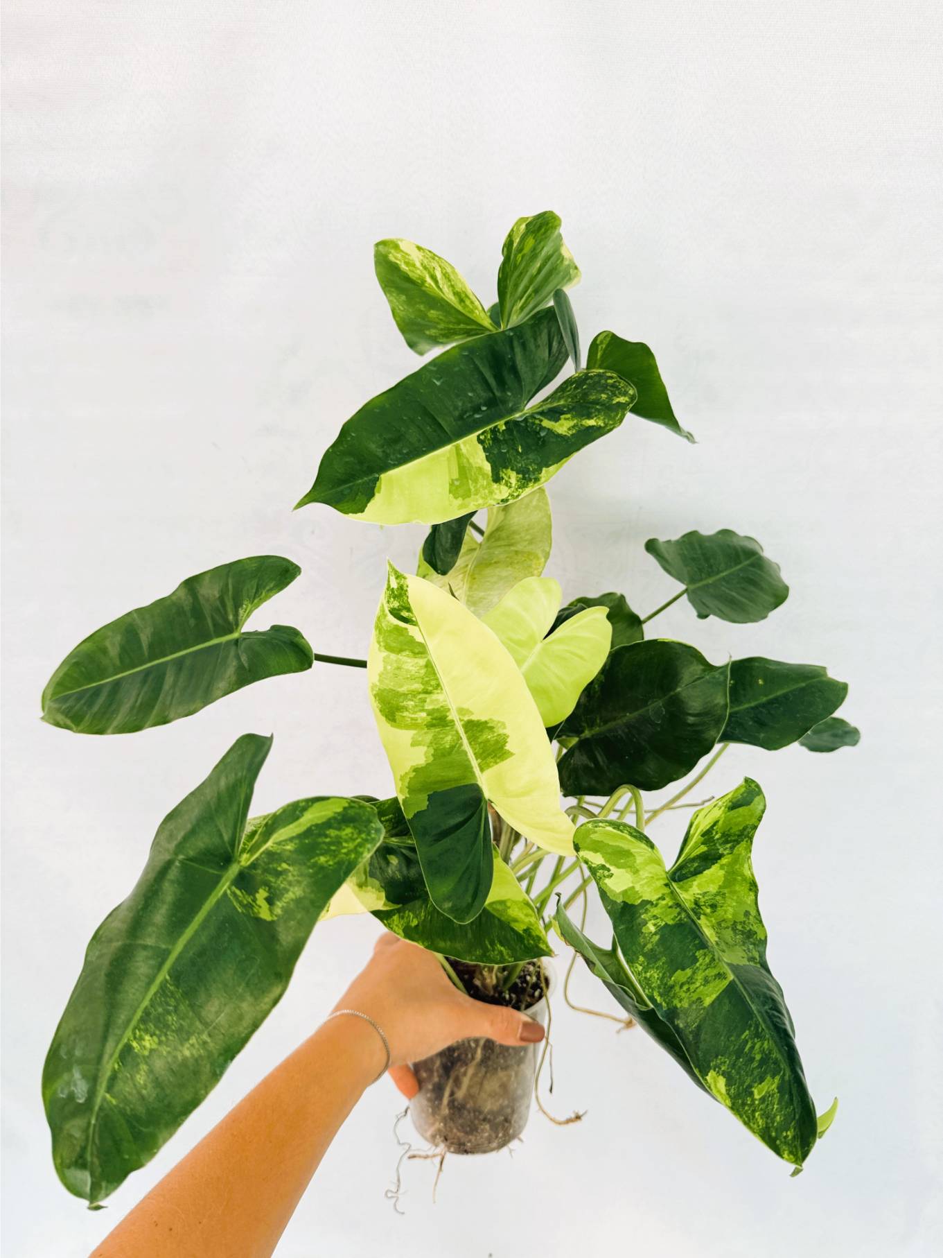 philodendron_burle_marx_var_25-10-14-04