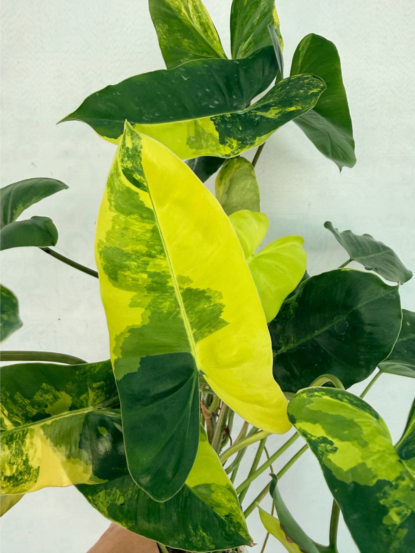 philodendron_burle_marx_var_25-10-14-04