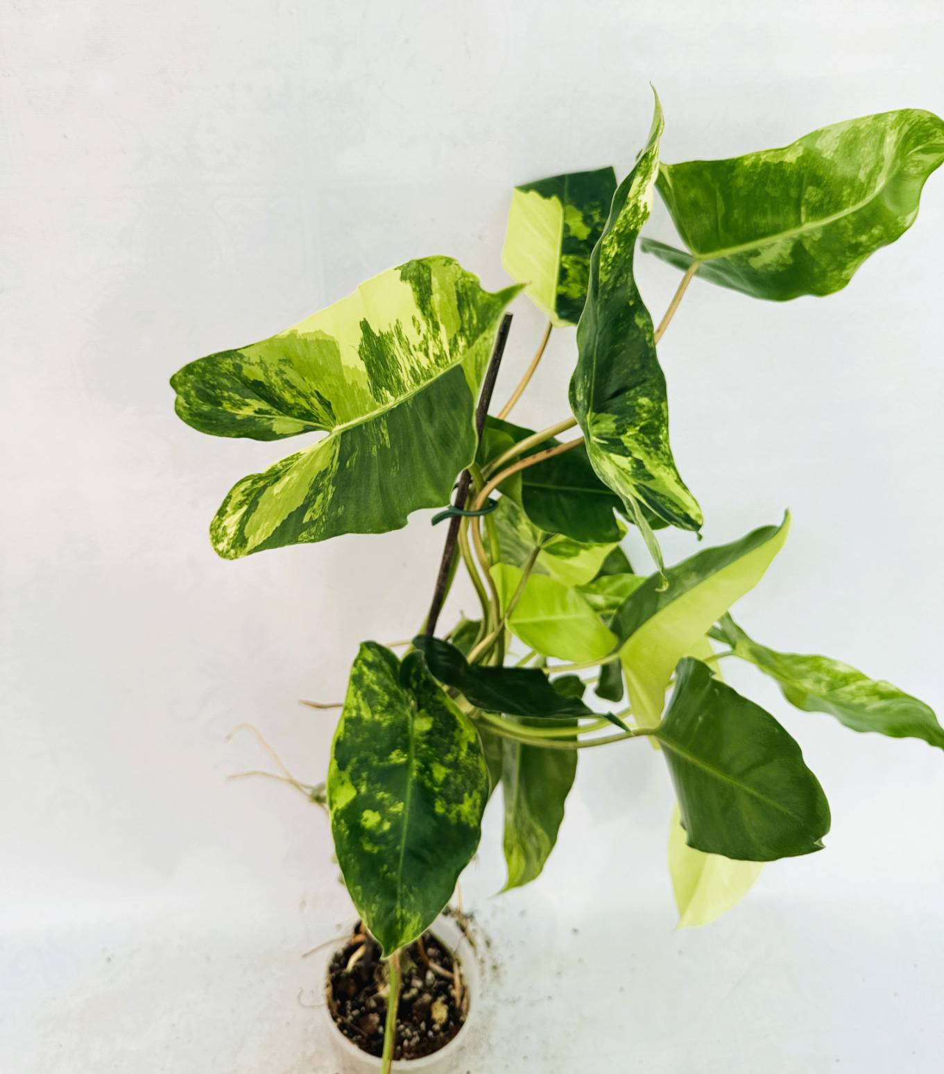 Philodendron Burle Marx Variegata