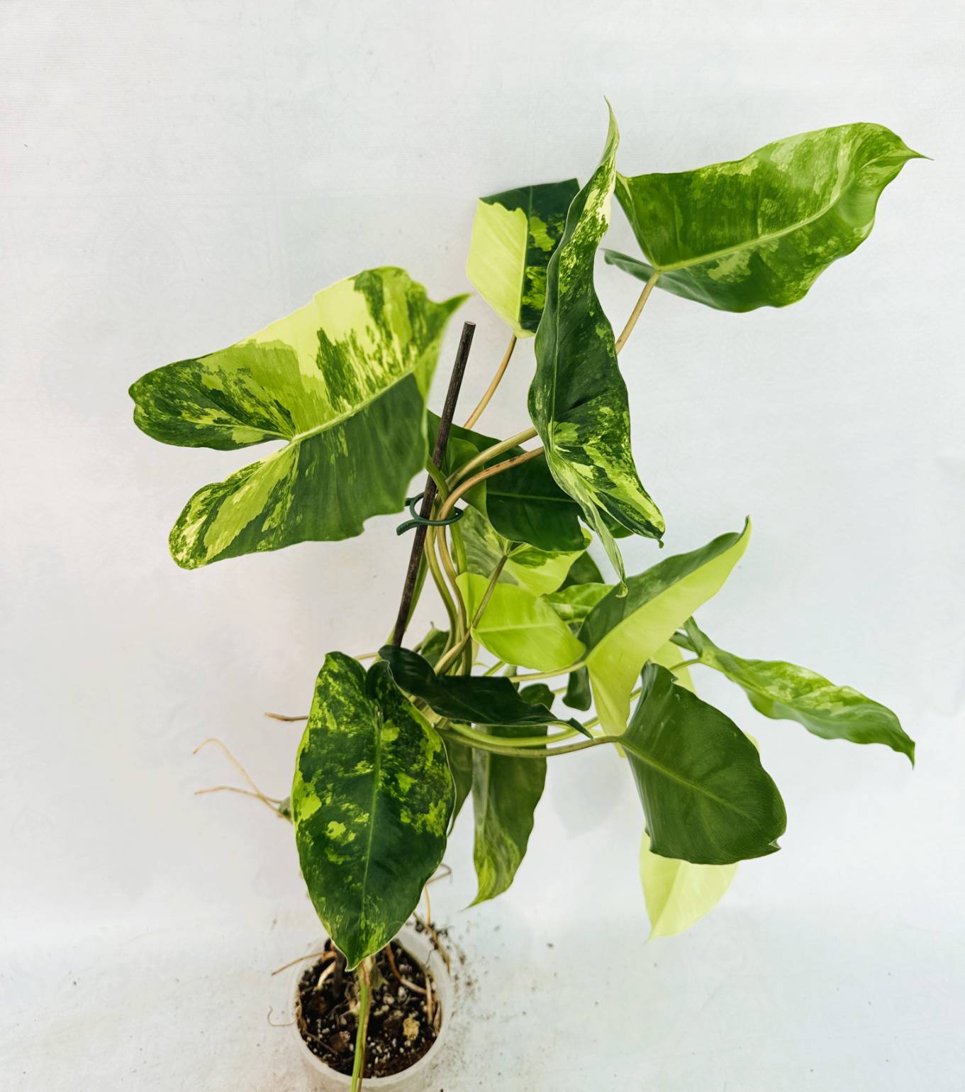 Philodendron Burle Marx Variegata