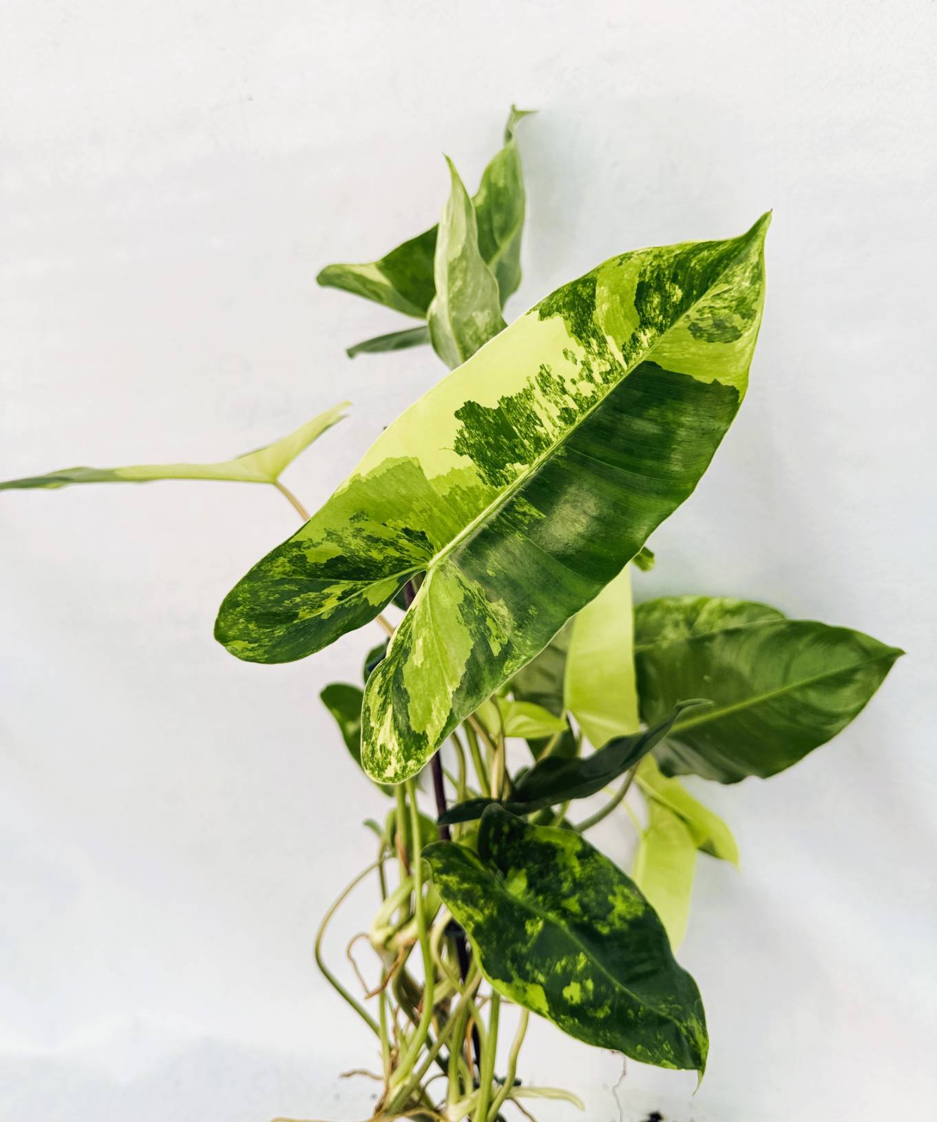 Philodendron Burle Marx Variegata