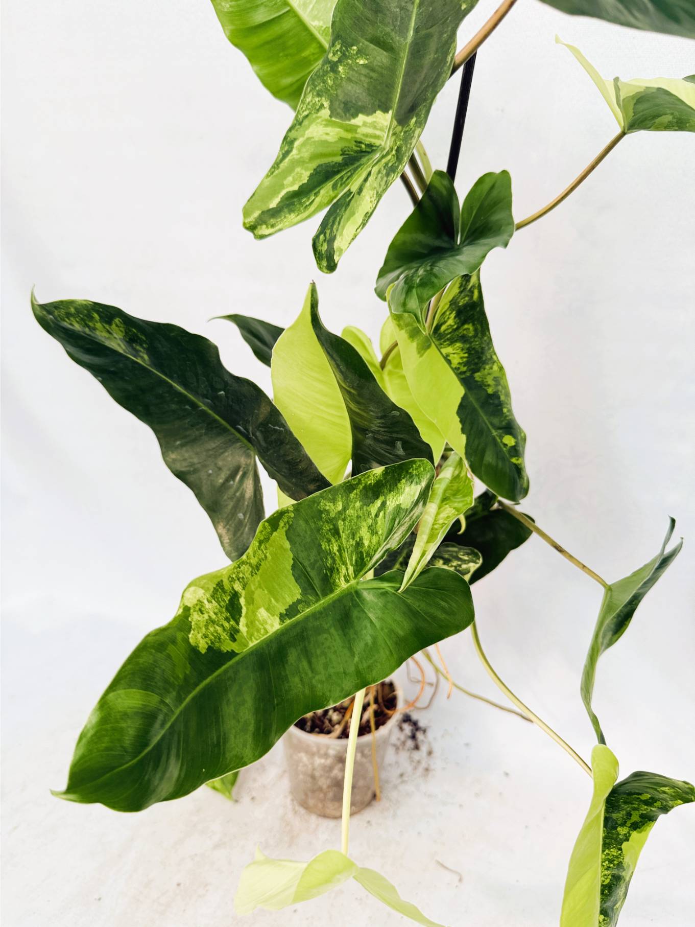 Philodendron Burle Marx Variegata