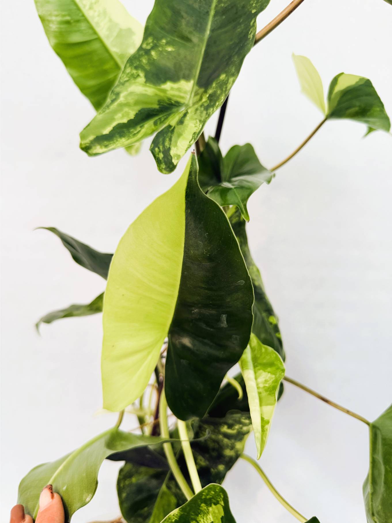 Philodendron Burle Marx Variegata