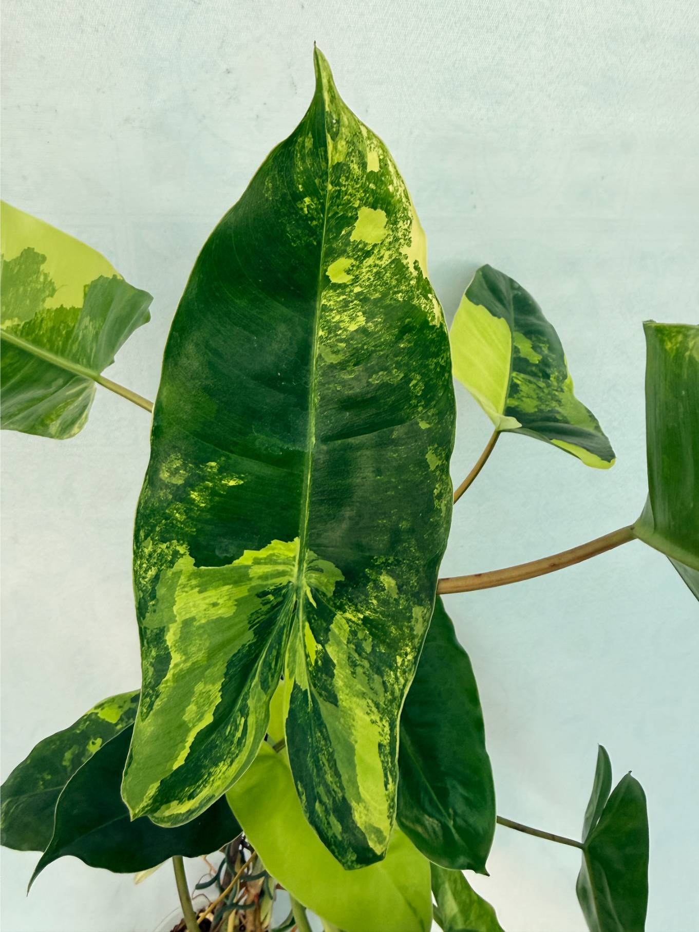 Philodendron Burle Marx Variegata