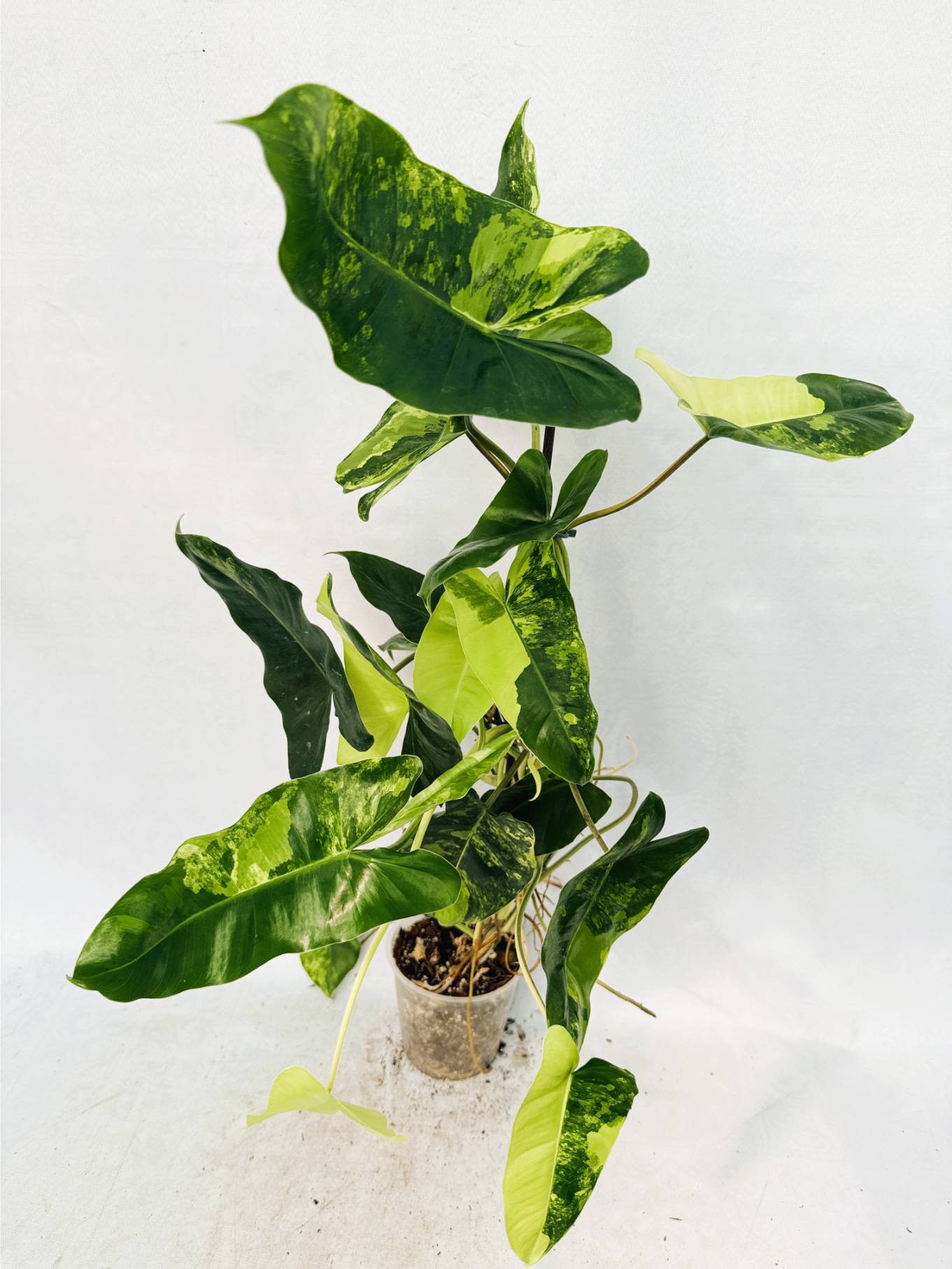 Philodendron Burle Marx Variegata