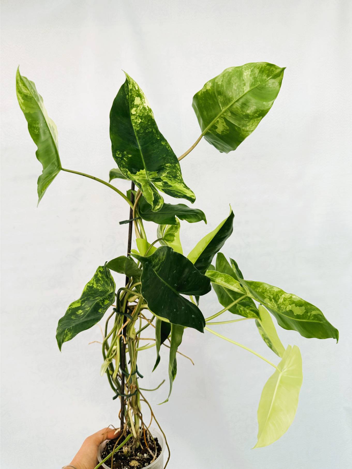 Philodendron Burle Marx Variegata