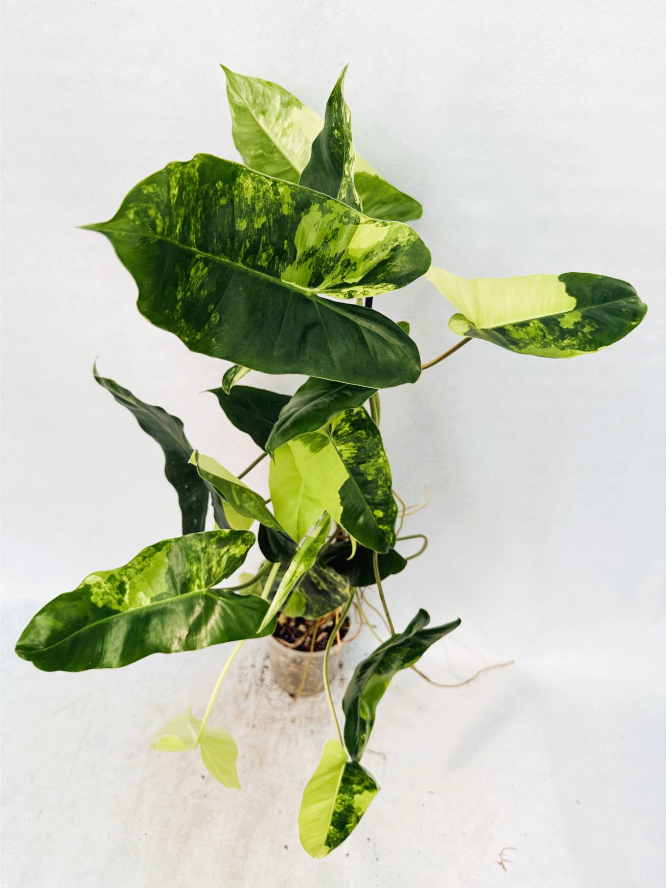 Philodendron Burle Marx Variegata