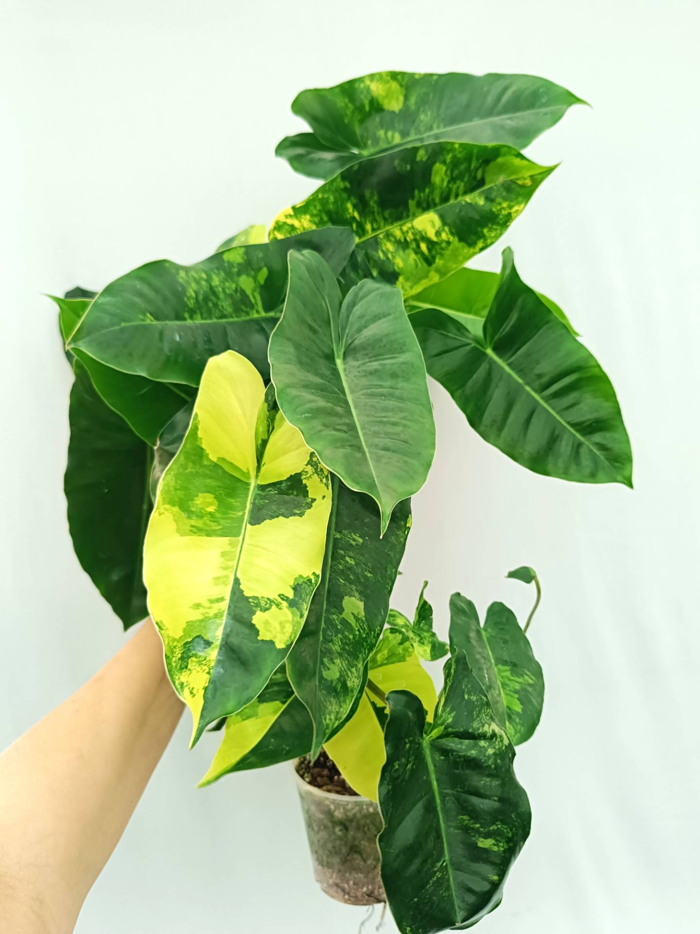 Philodendron Burle Marx Variegata