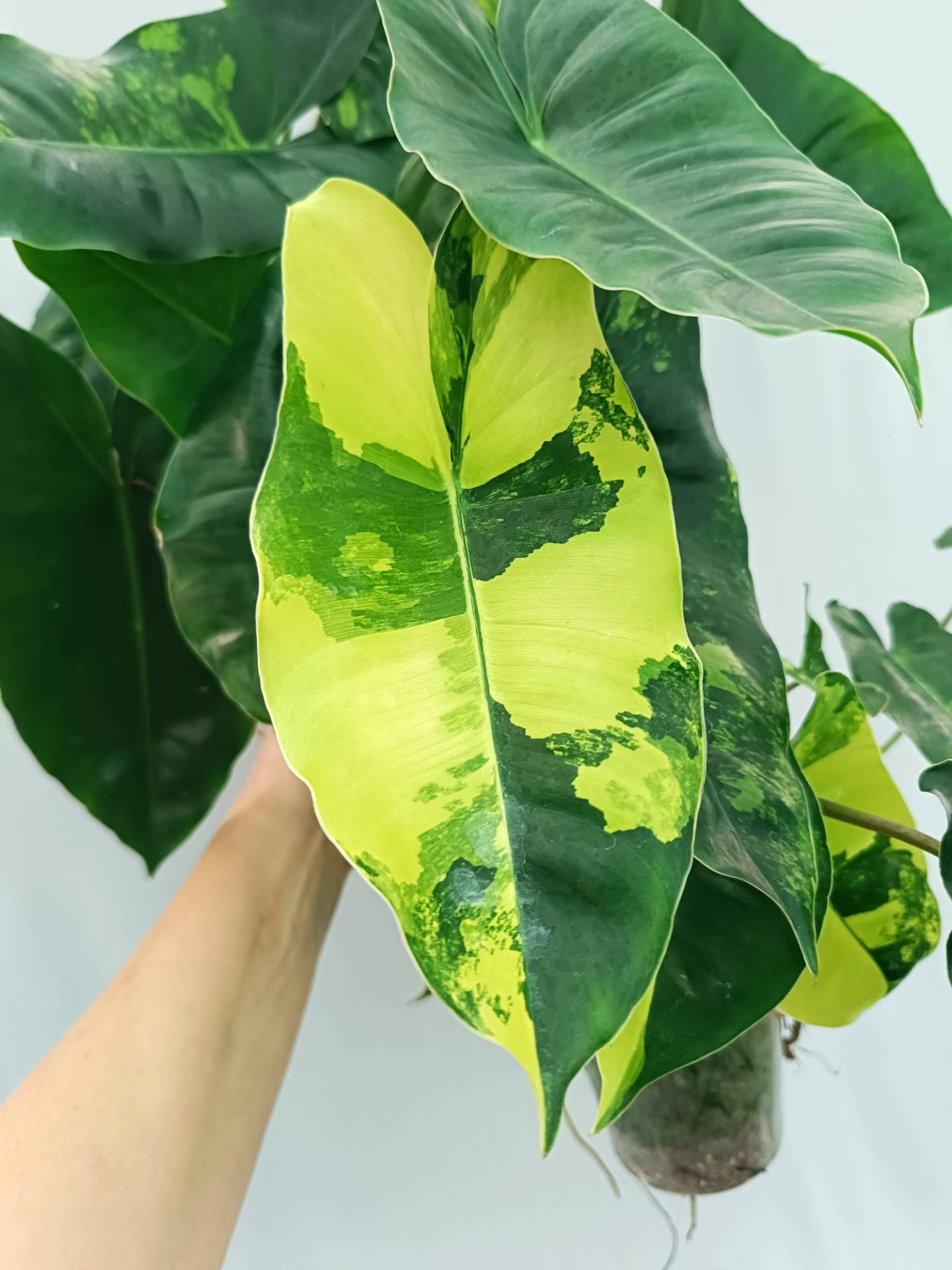 Philodendron Burle Marx Variegata