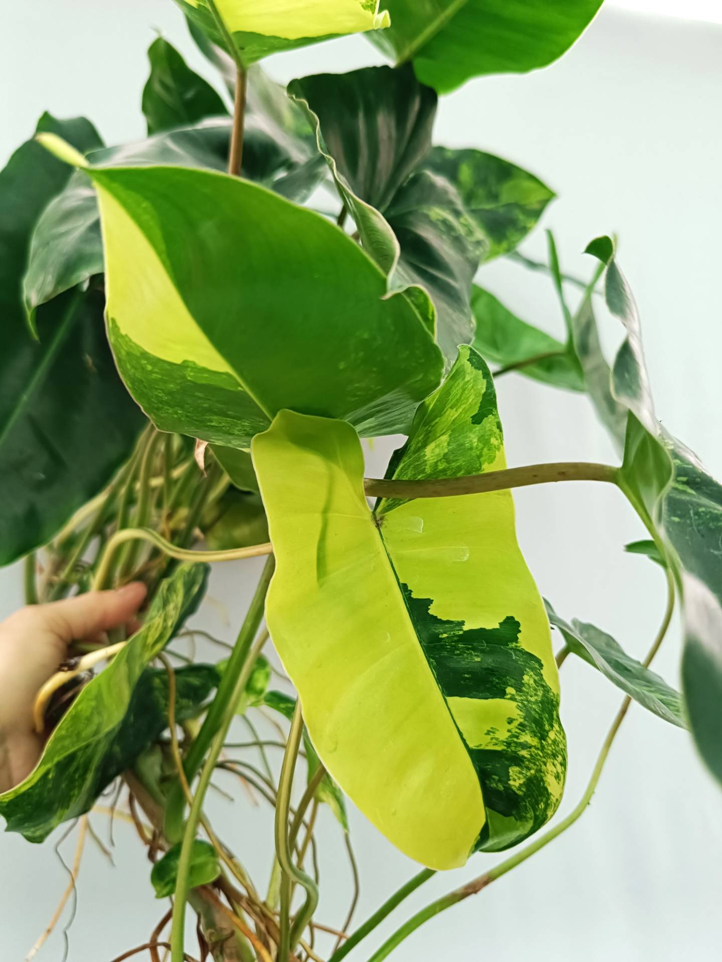 Philodendron Burle Marx Variegata