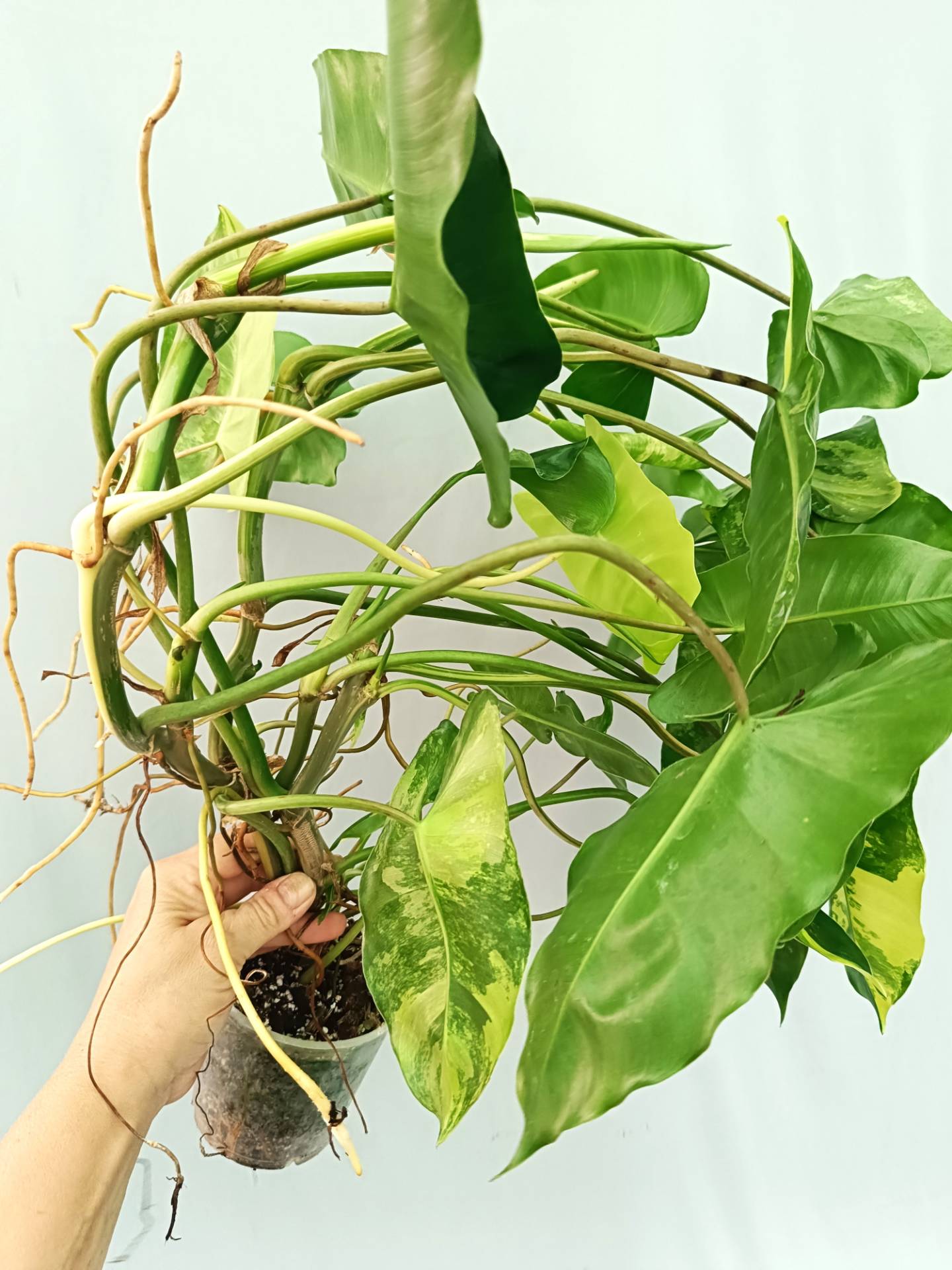 Philodendron Burle Marx Variegata