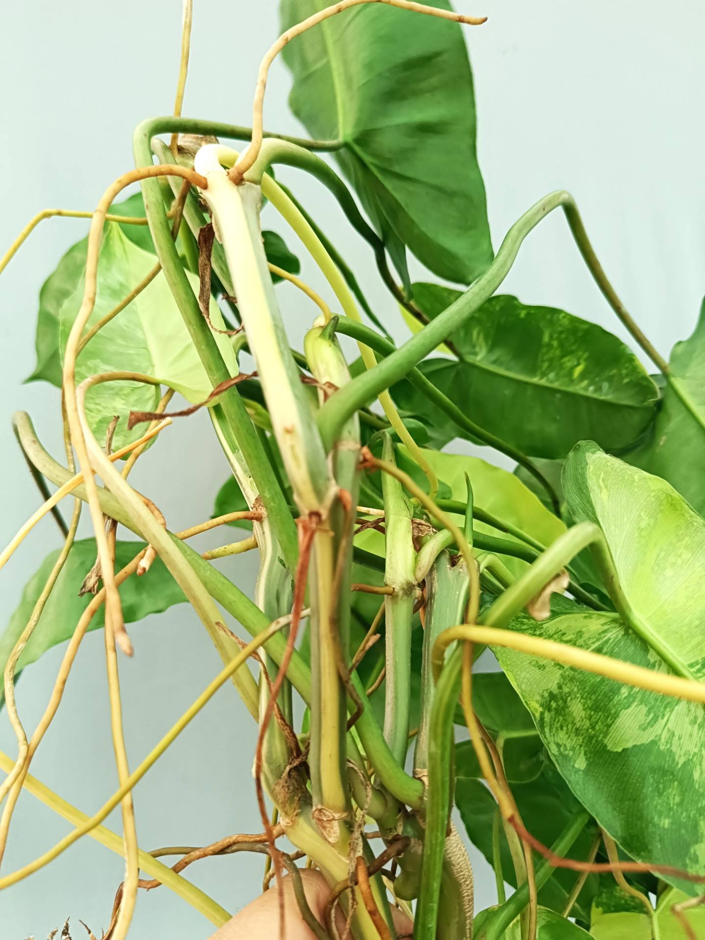 Philodendron Burle Marx Variegata