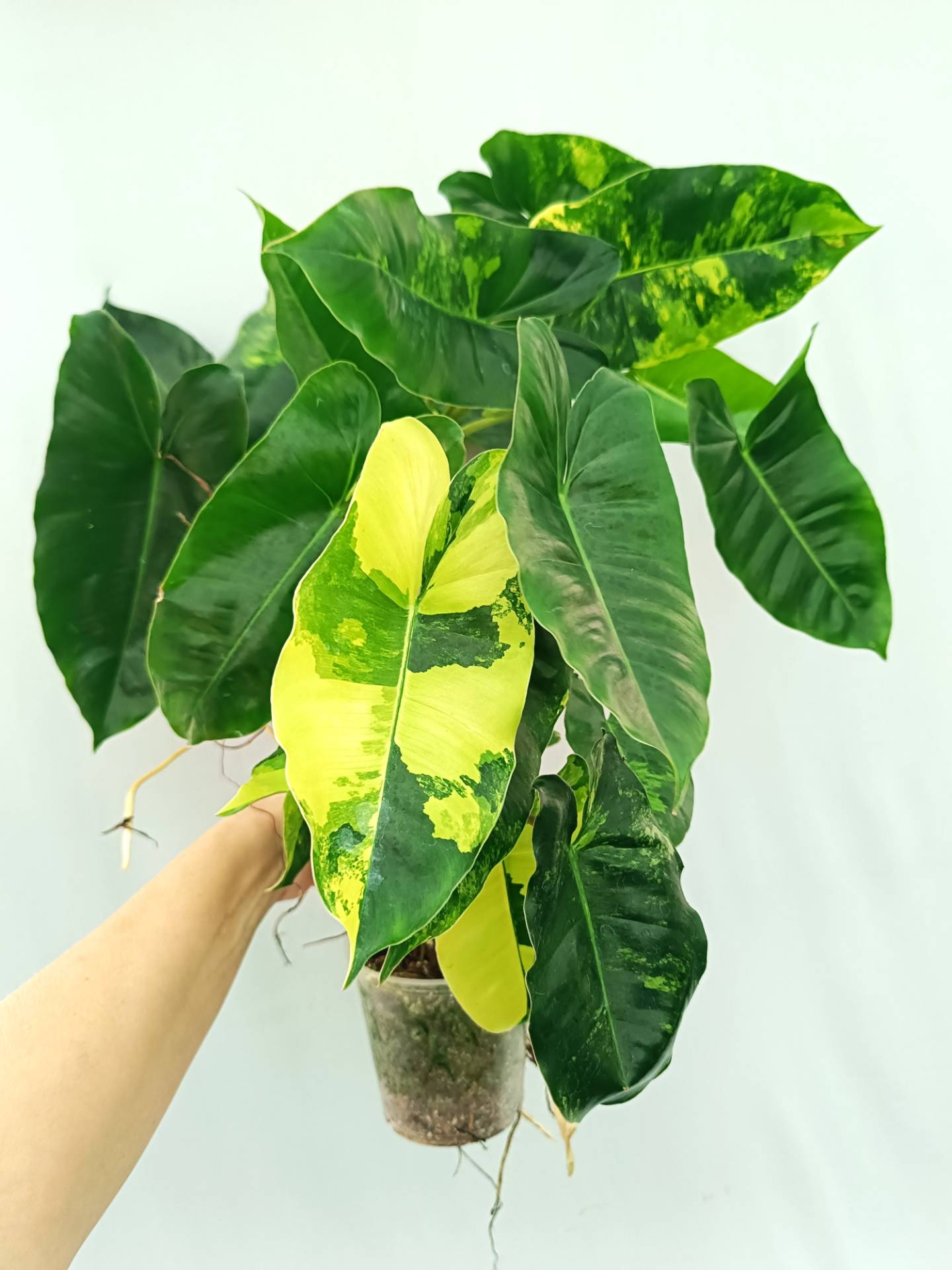 Philodendron Burle Marx Variegata