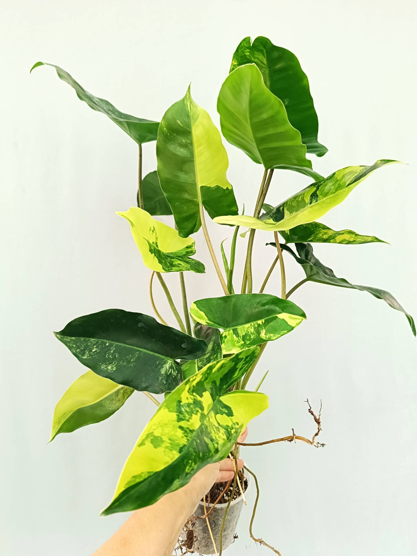 Philodendron Burle Marx Variegata