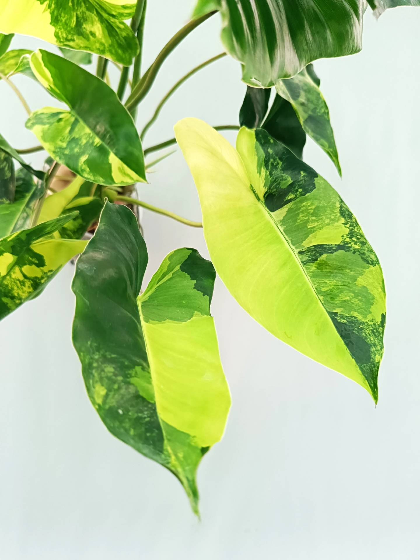 Philodendron Burle Marx Variegata