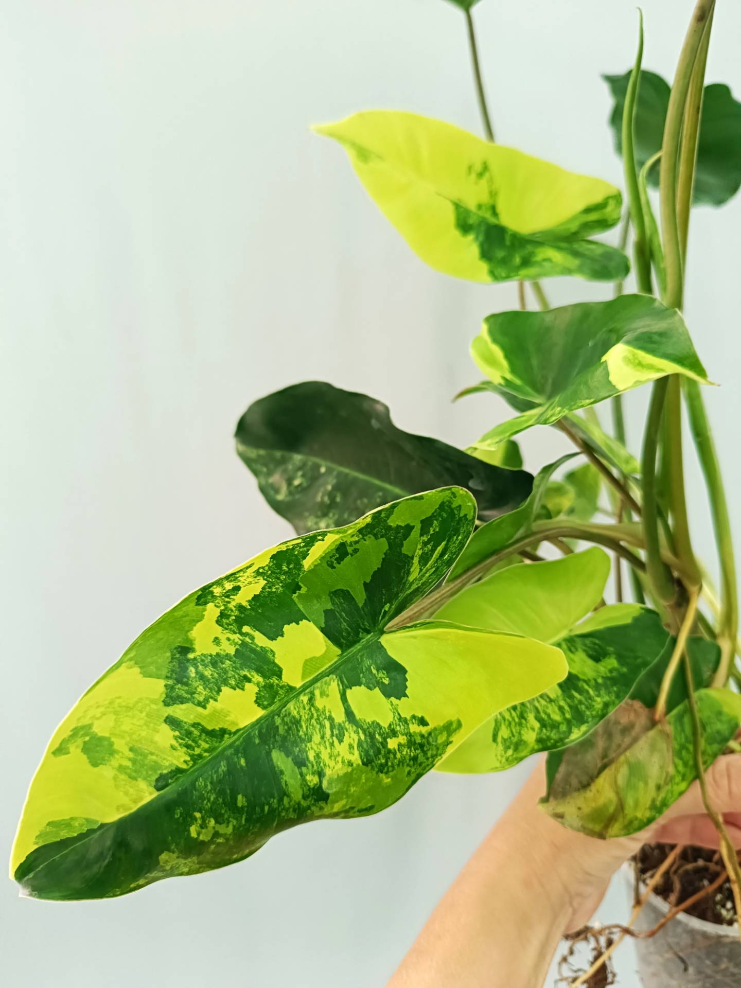 Philodendron Burle Marx Variegata