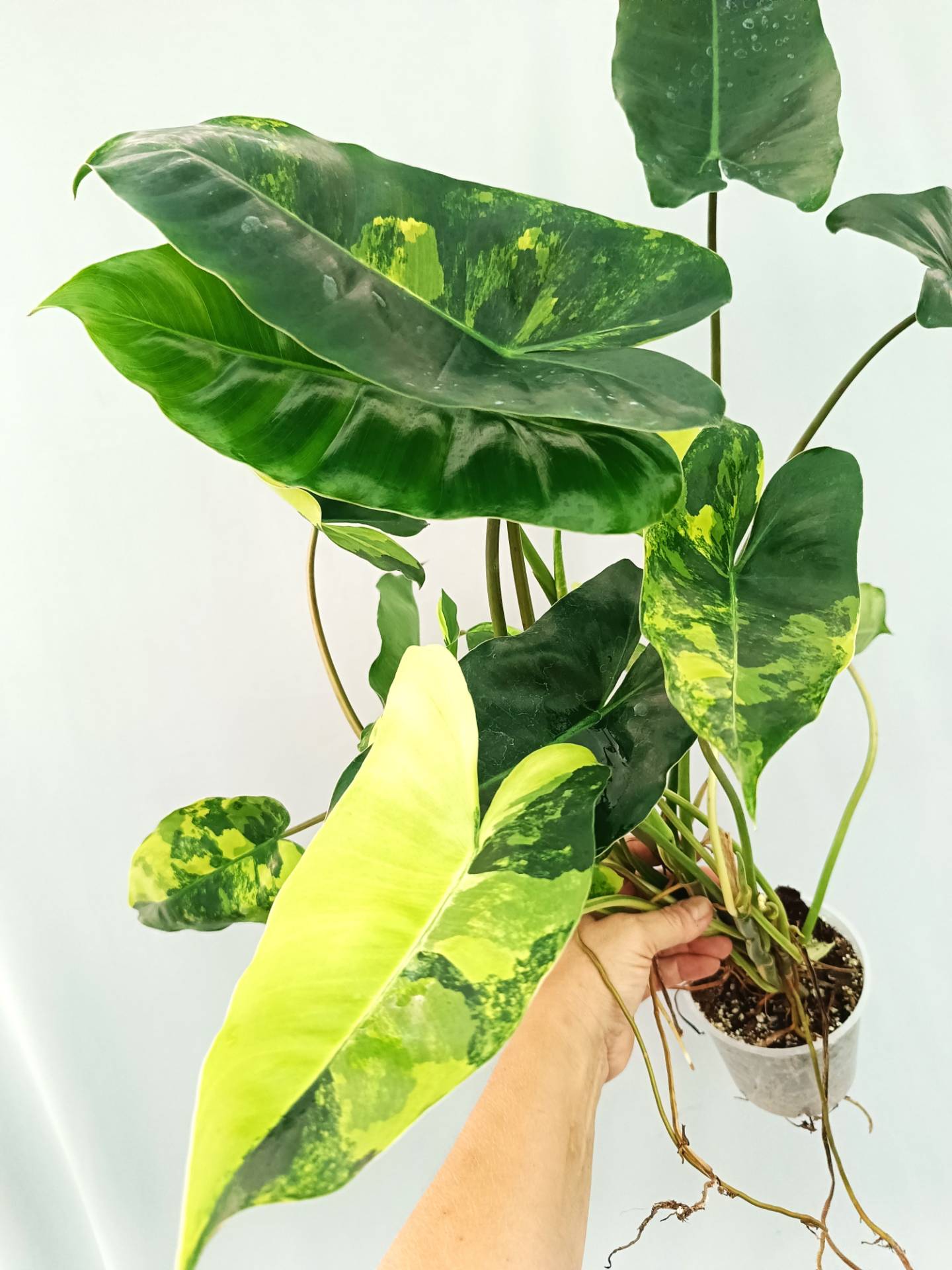Philodendron Burle Marx Variegata