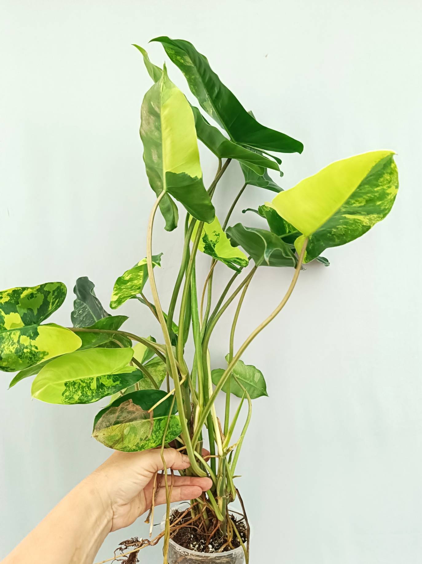 Philodendron Burle Marx Variegata
