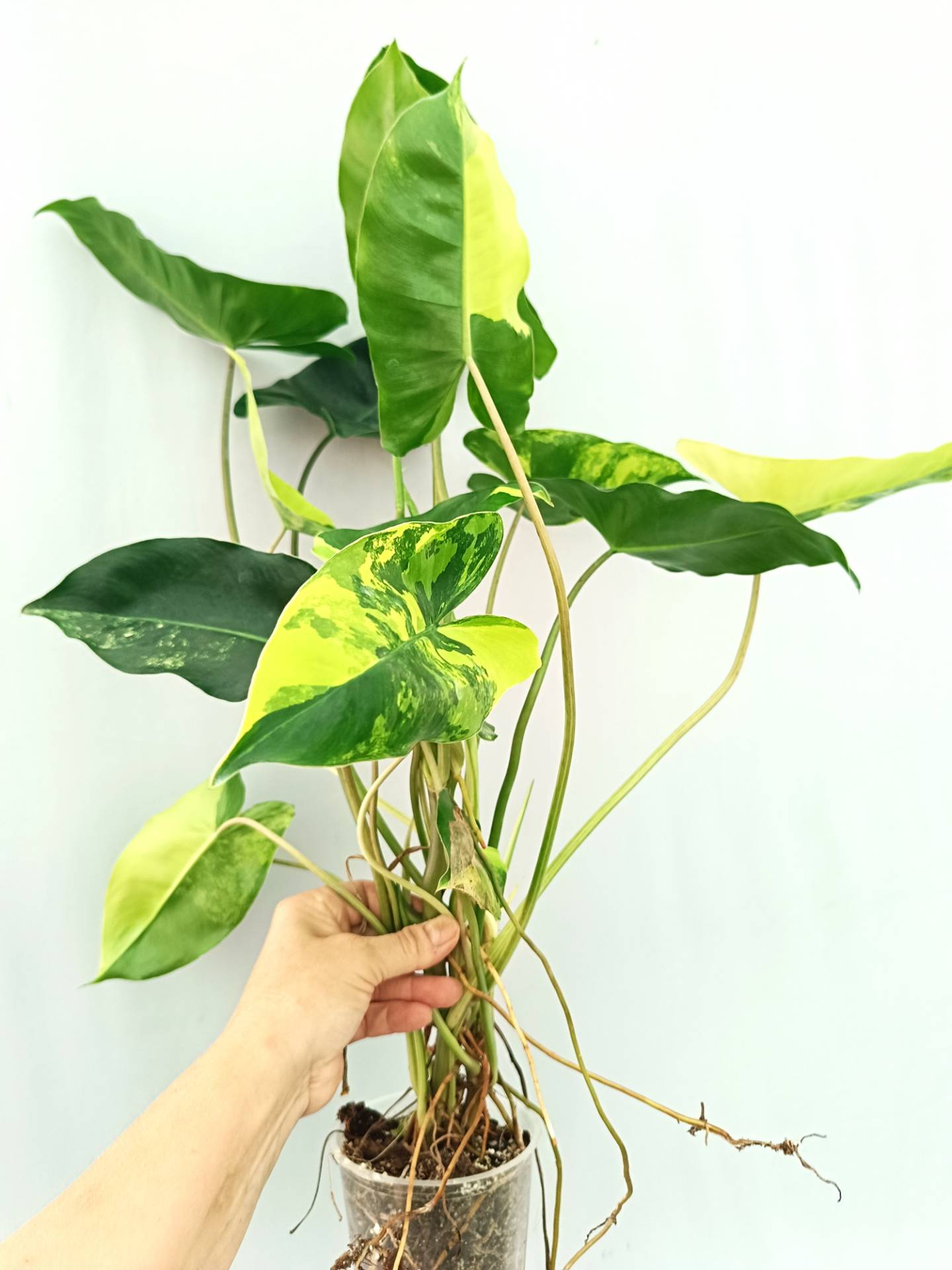 Philodendron Burle Marx Variegata