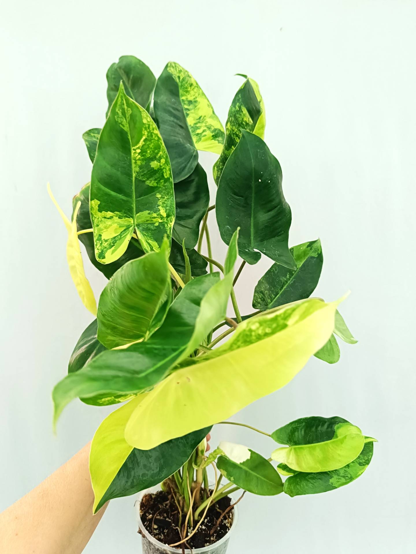 Philodendron Burle Marx Variegata