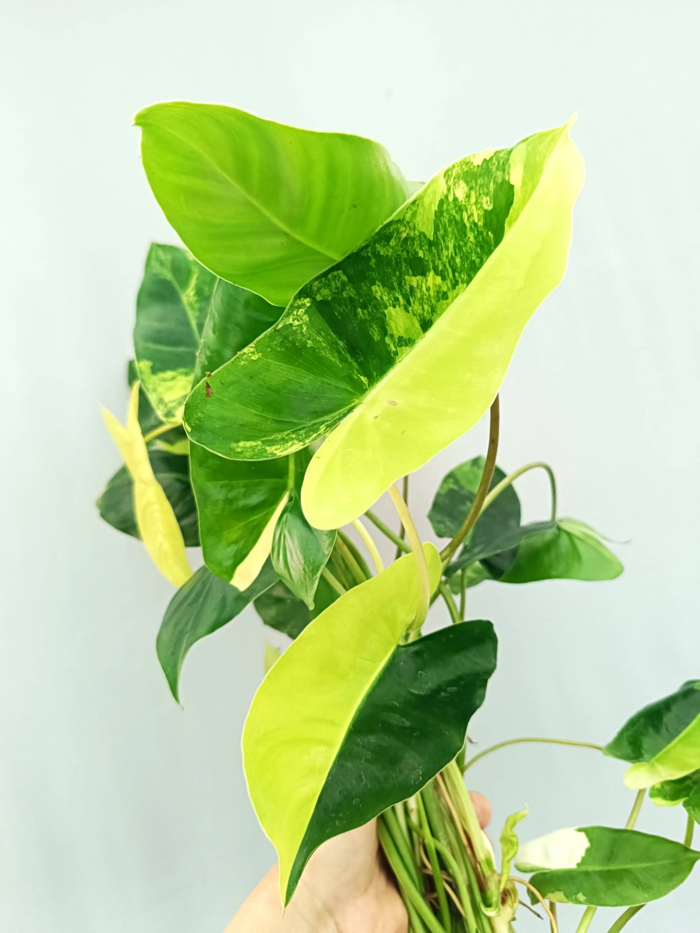 Philodendron Burle Marx Variegata