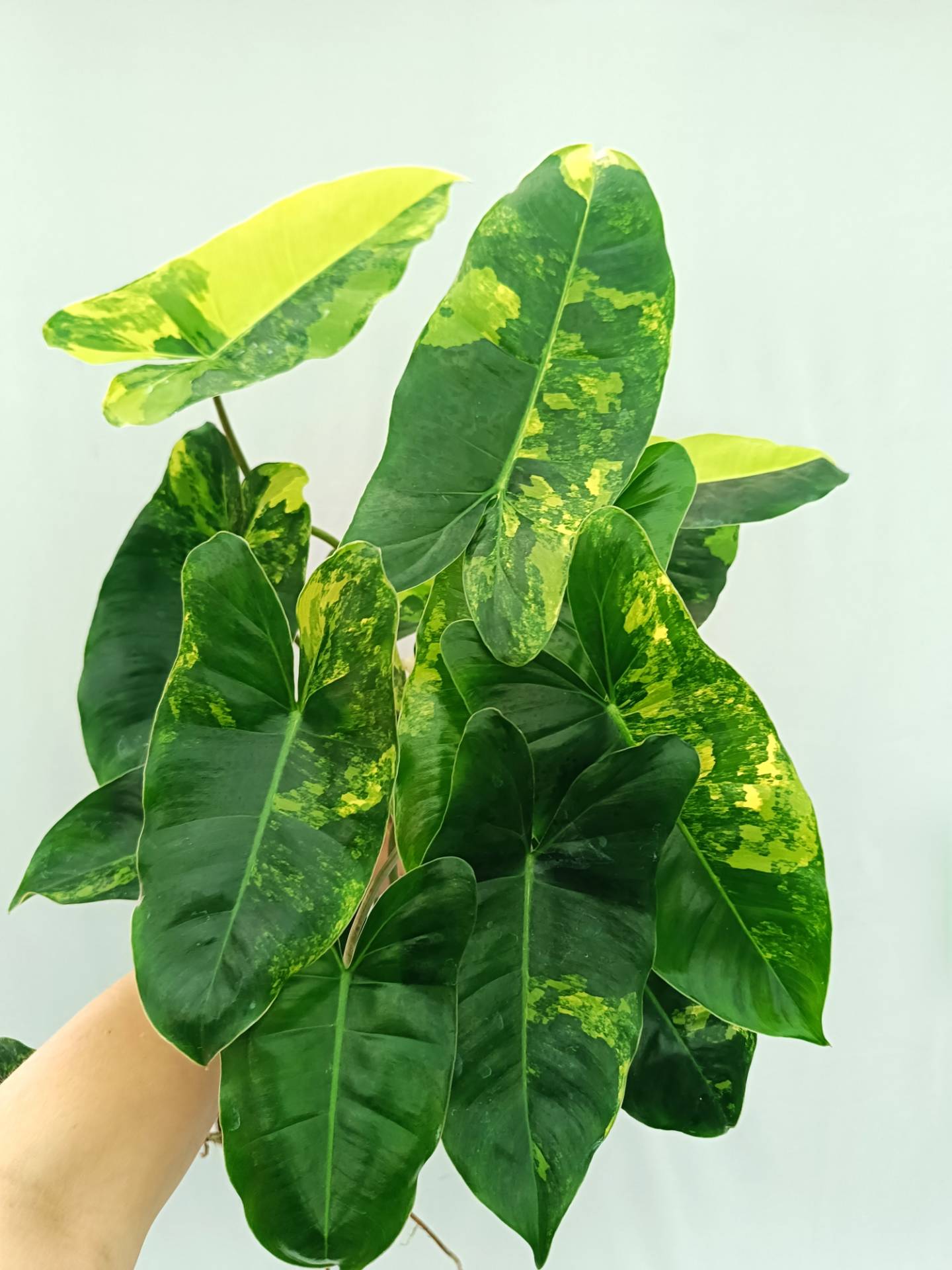 Philodendron Burle Marx Variegata