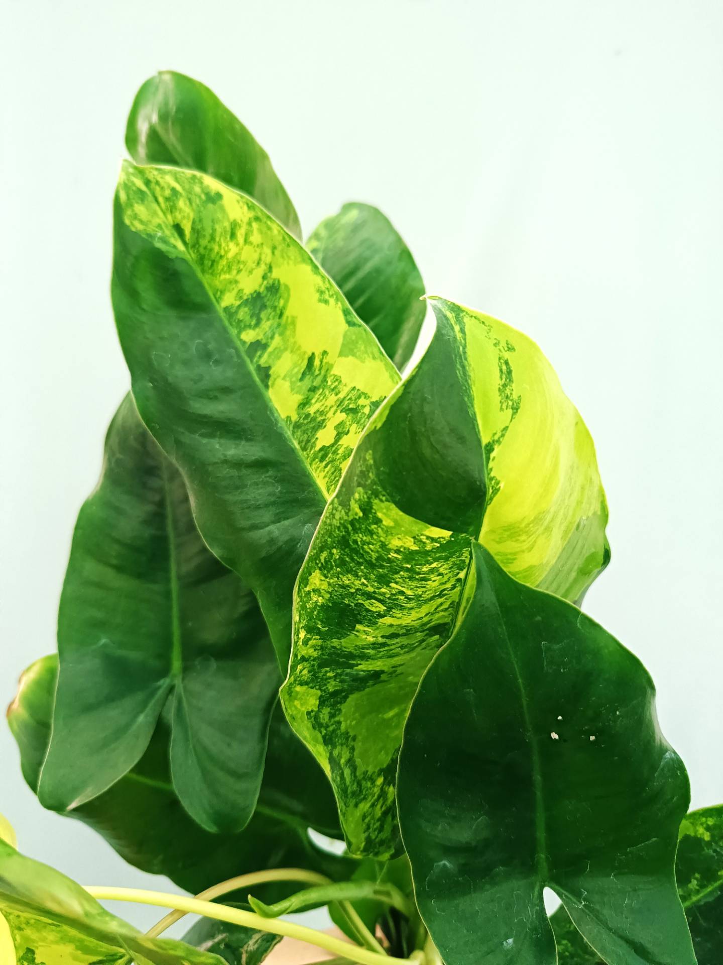 Philodendron Burle Marx Variegata