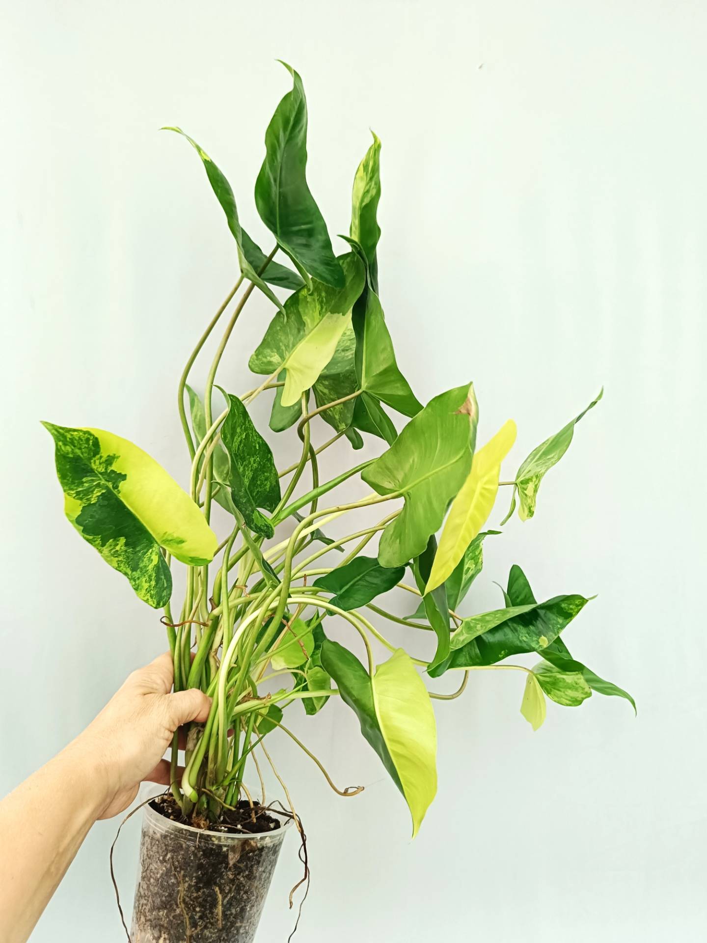 Philodendron Burle Marx Variegata