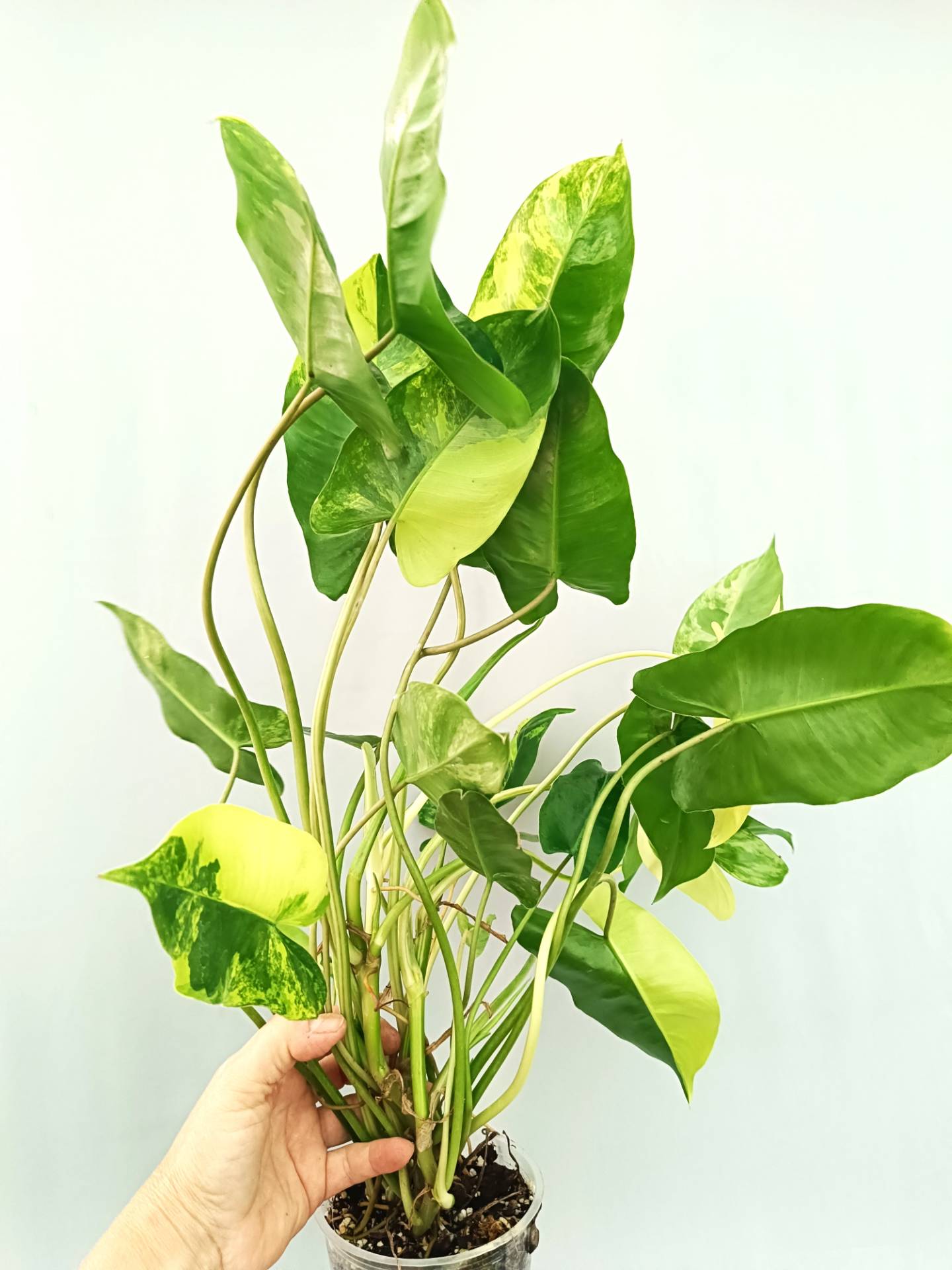 Philodendron Burle Marx Variegata