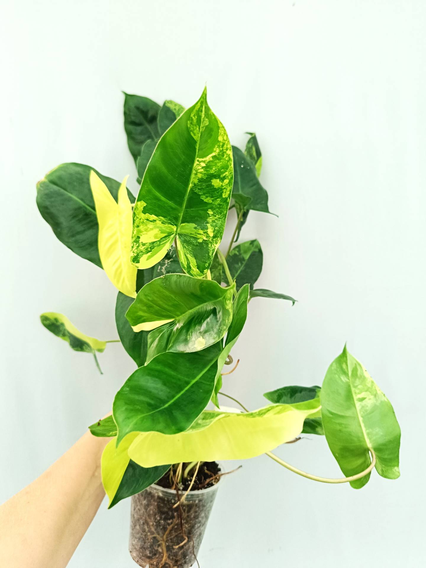 Philodendron Burle Marx Variegata