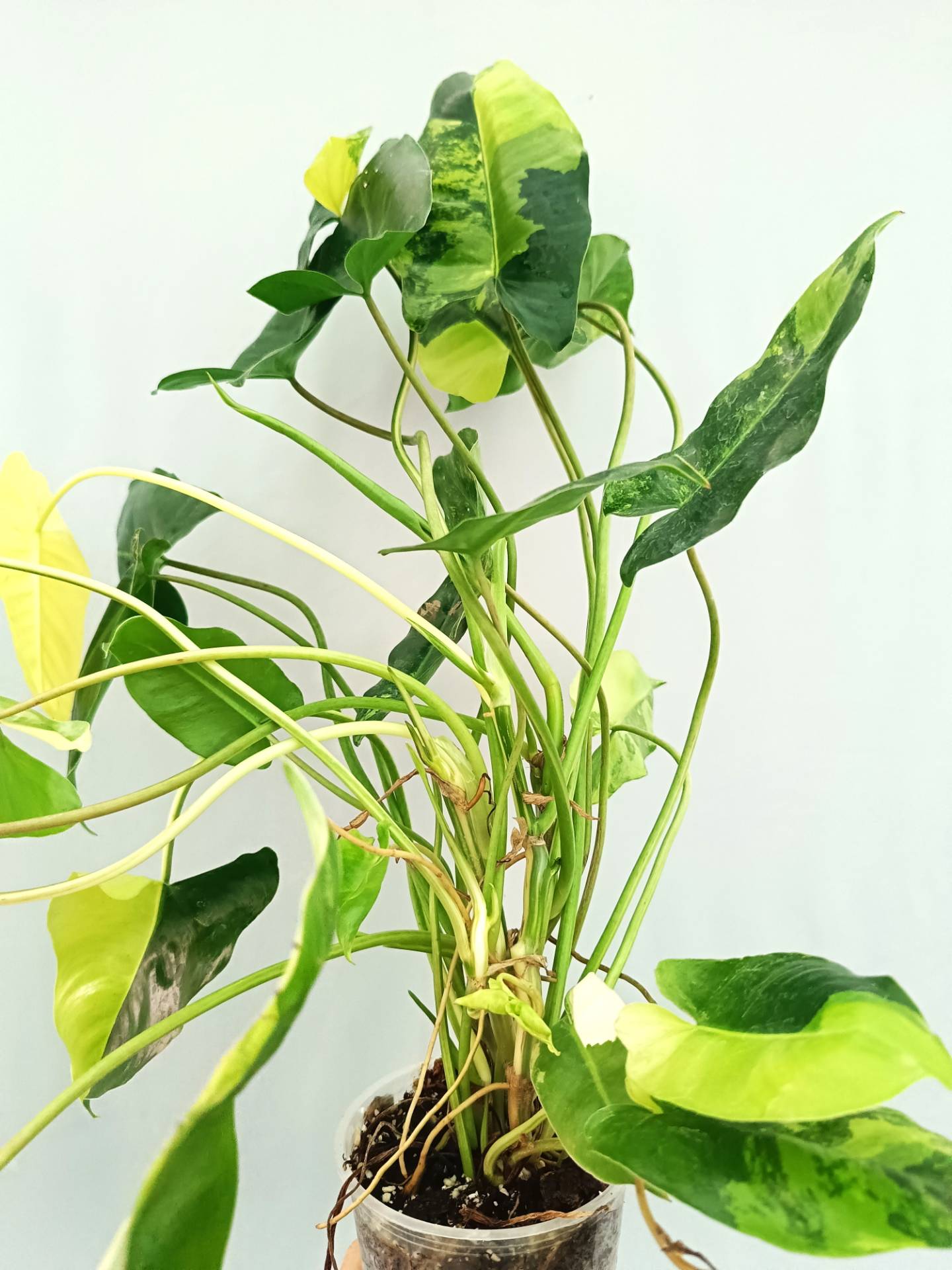 Philodendron Burle Marx Variegata
