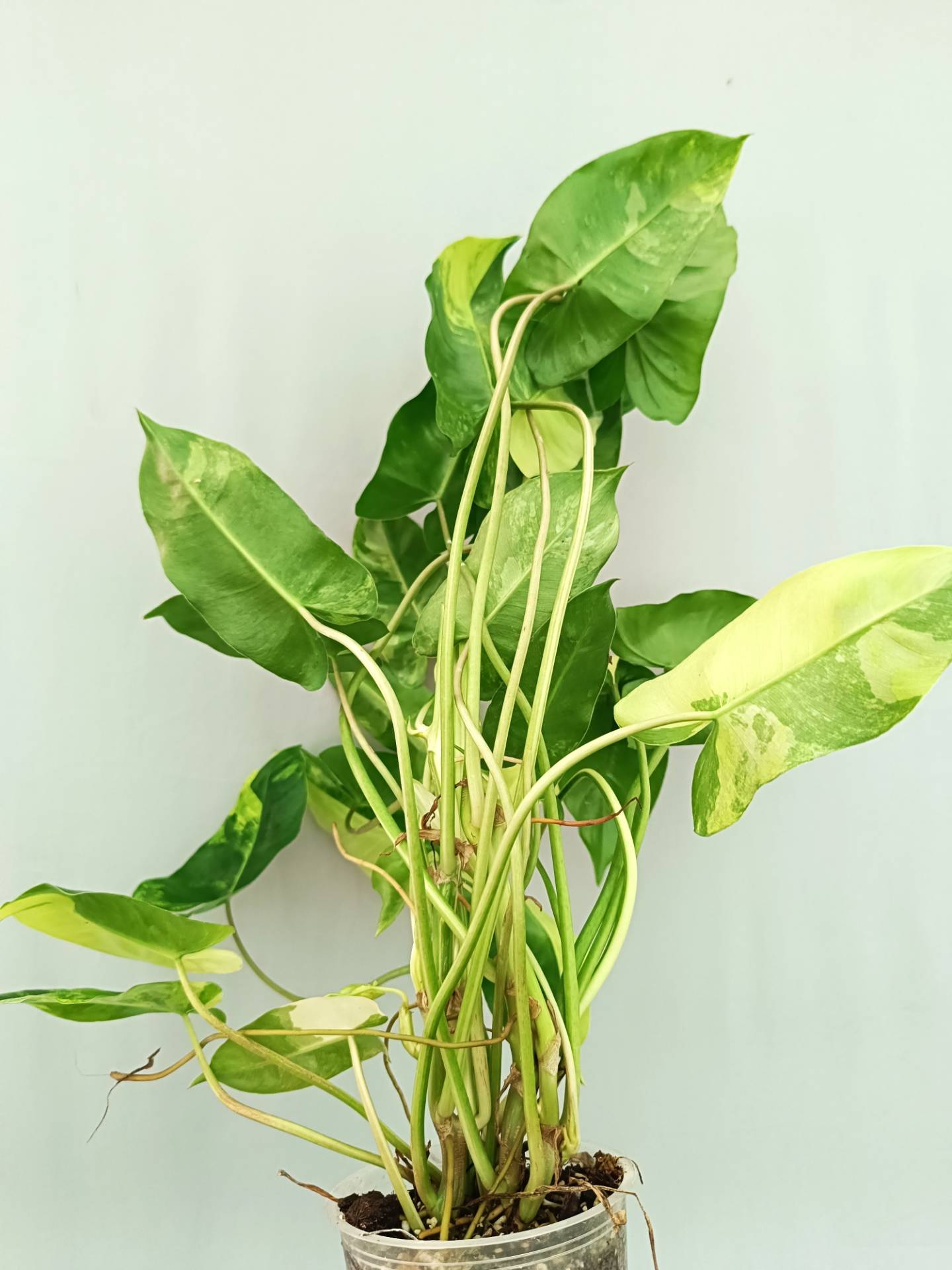 Philodendron Burle Marx Variegata