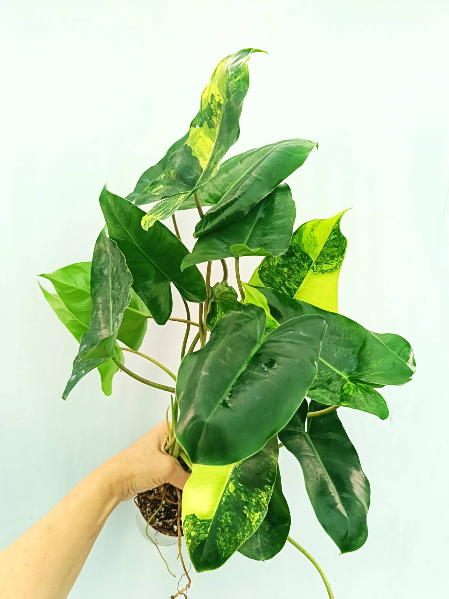 Philodendron Burle Marx Variegata