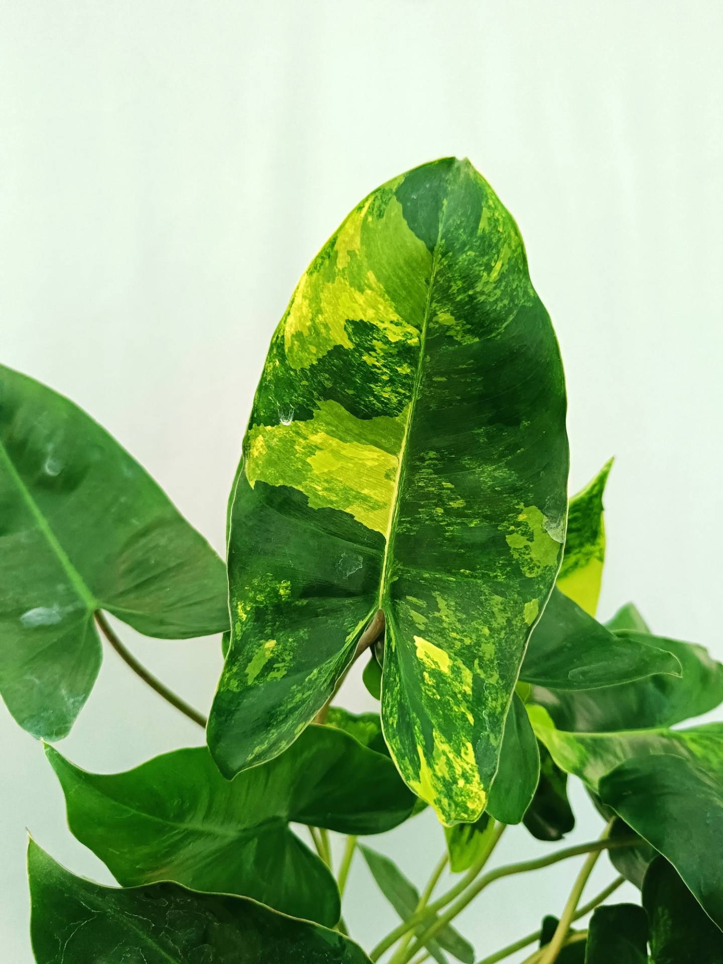 Philodendron Burle Marx Variegata