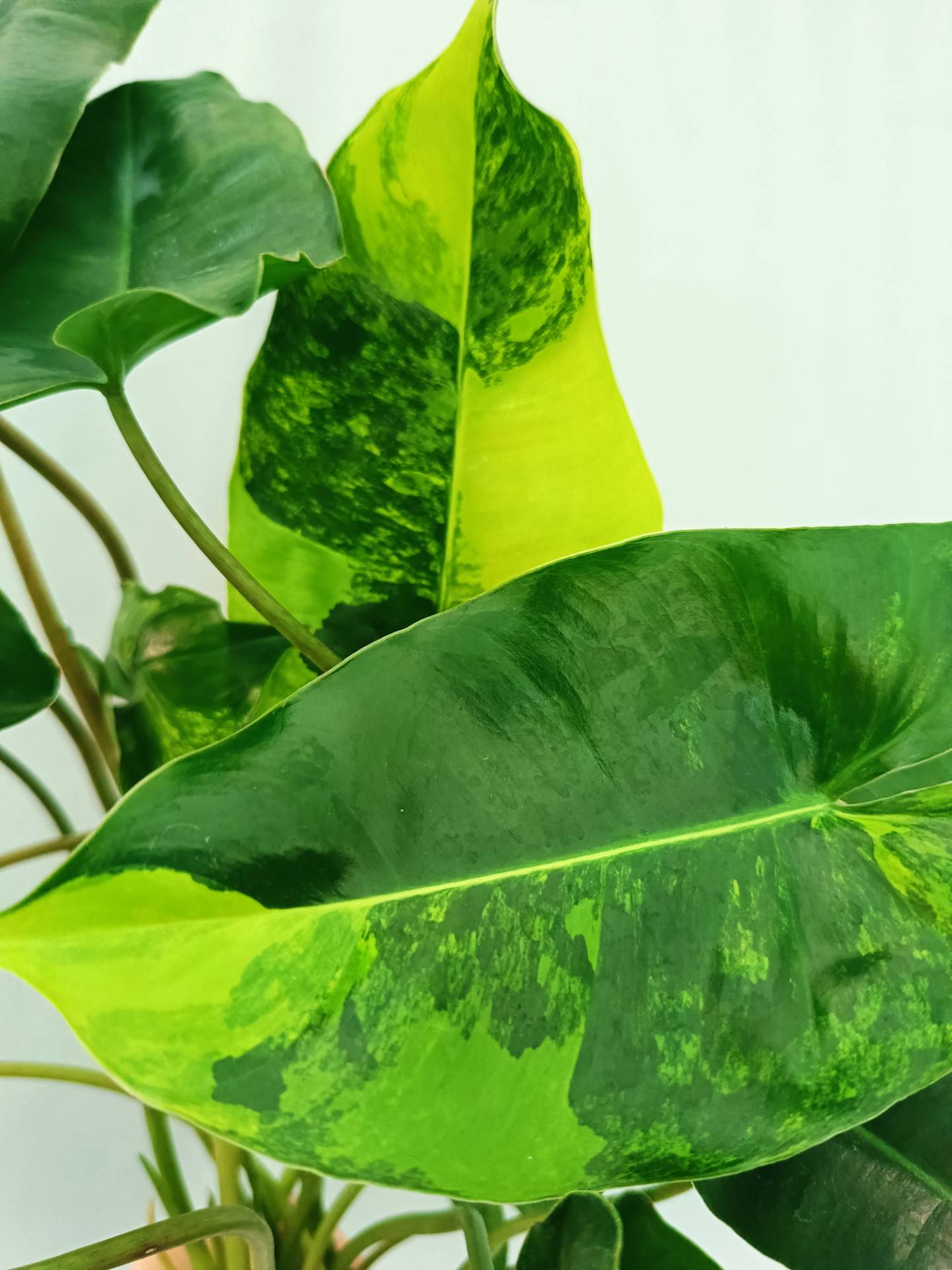 Philodendron Burle Marx Variegata