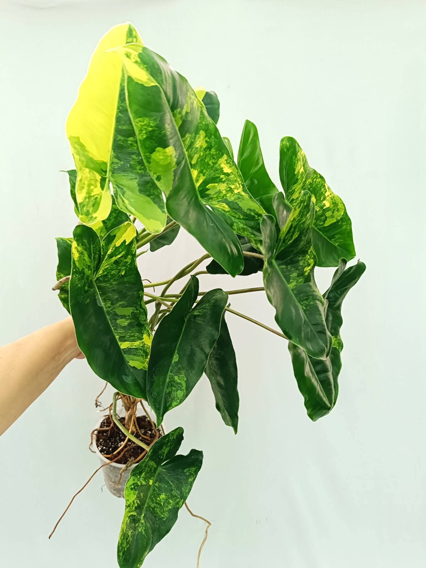 Philodendron Burle Marx Variegata