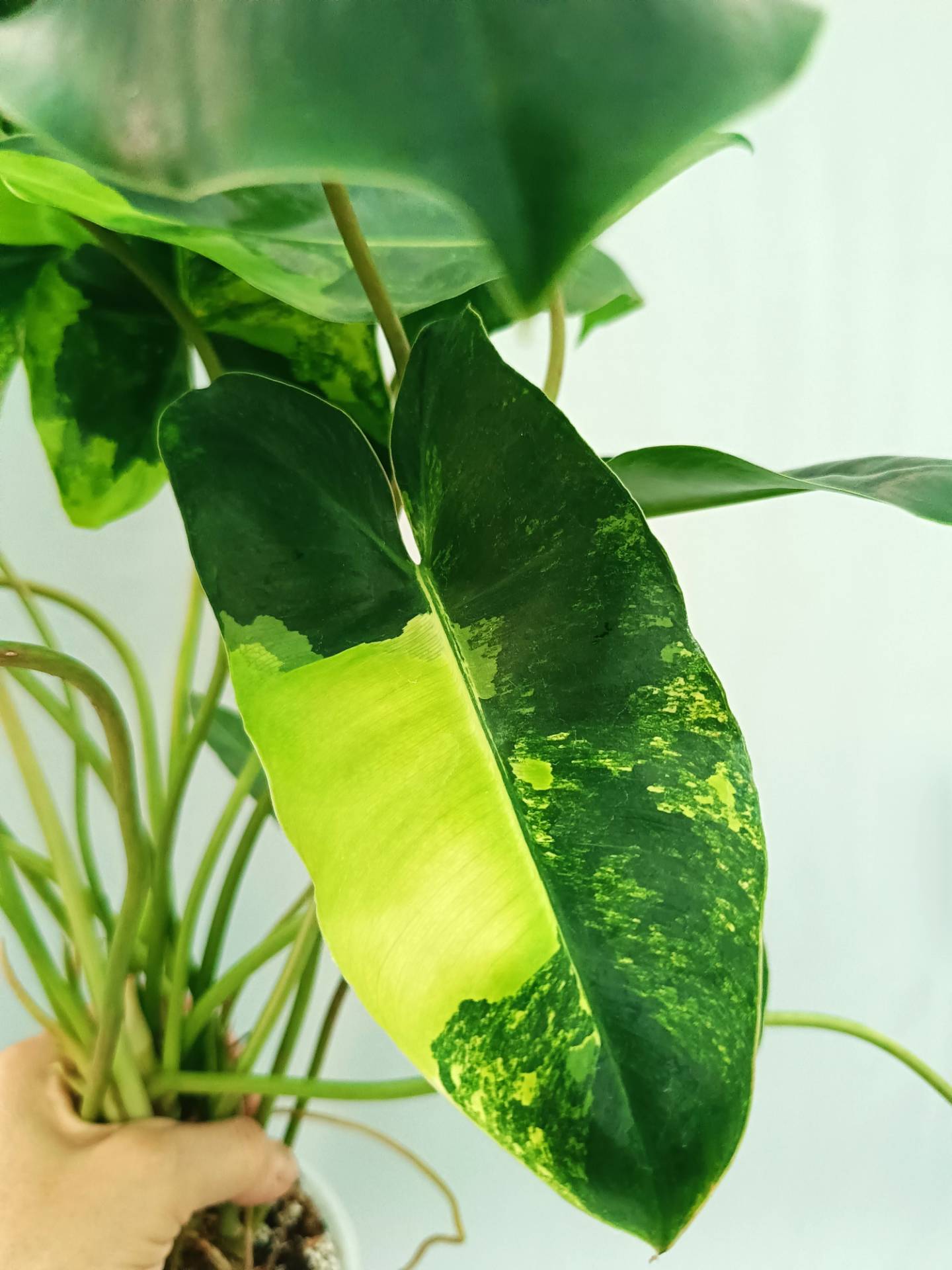 Philodendron Burle Marx Variegata