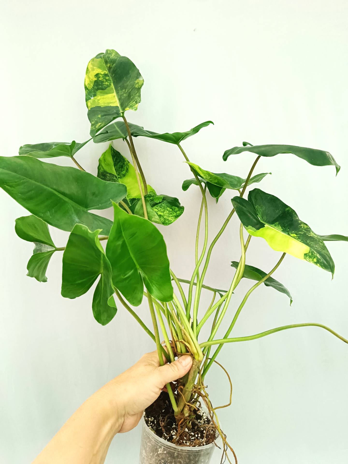 Philodendron Burle Marx Variegata