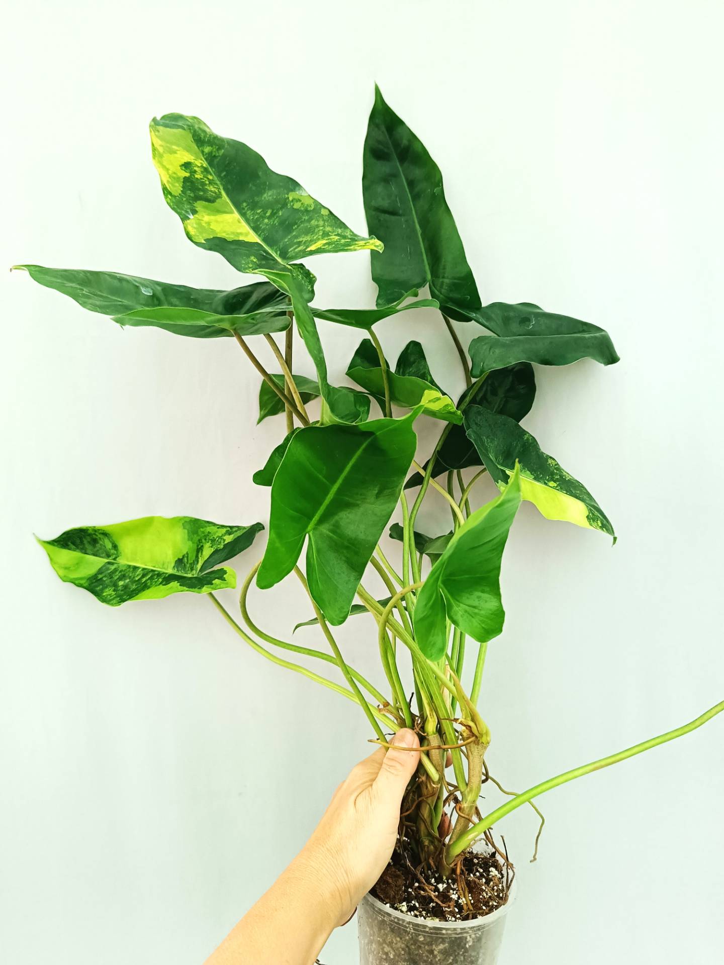 Philodendron Burle Marx Variegata
