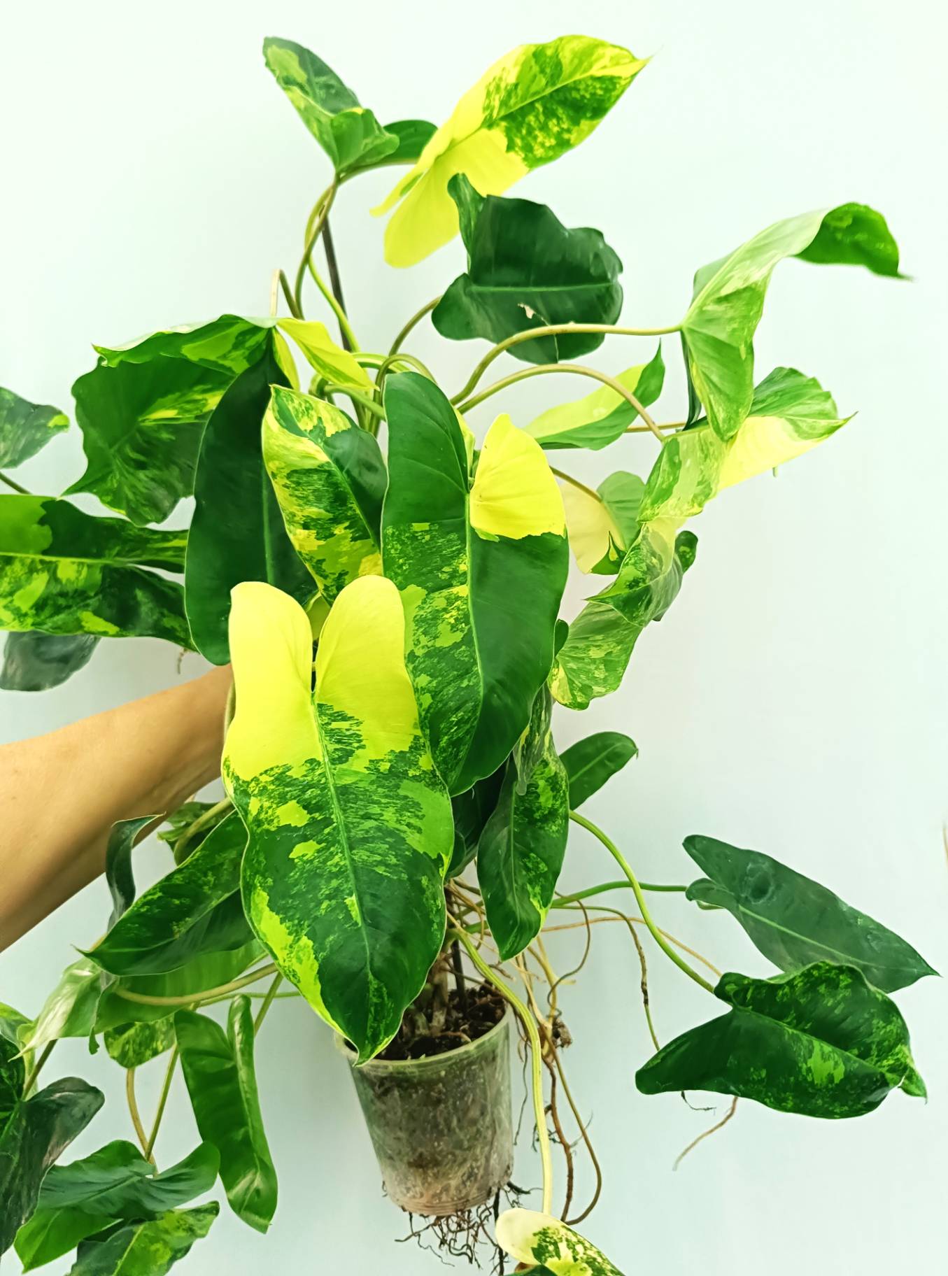 Philodendron Burle Marx Variegata