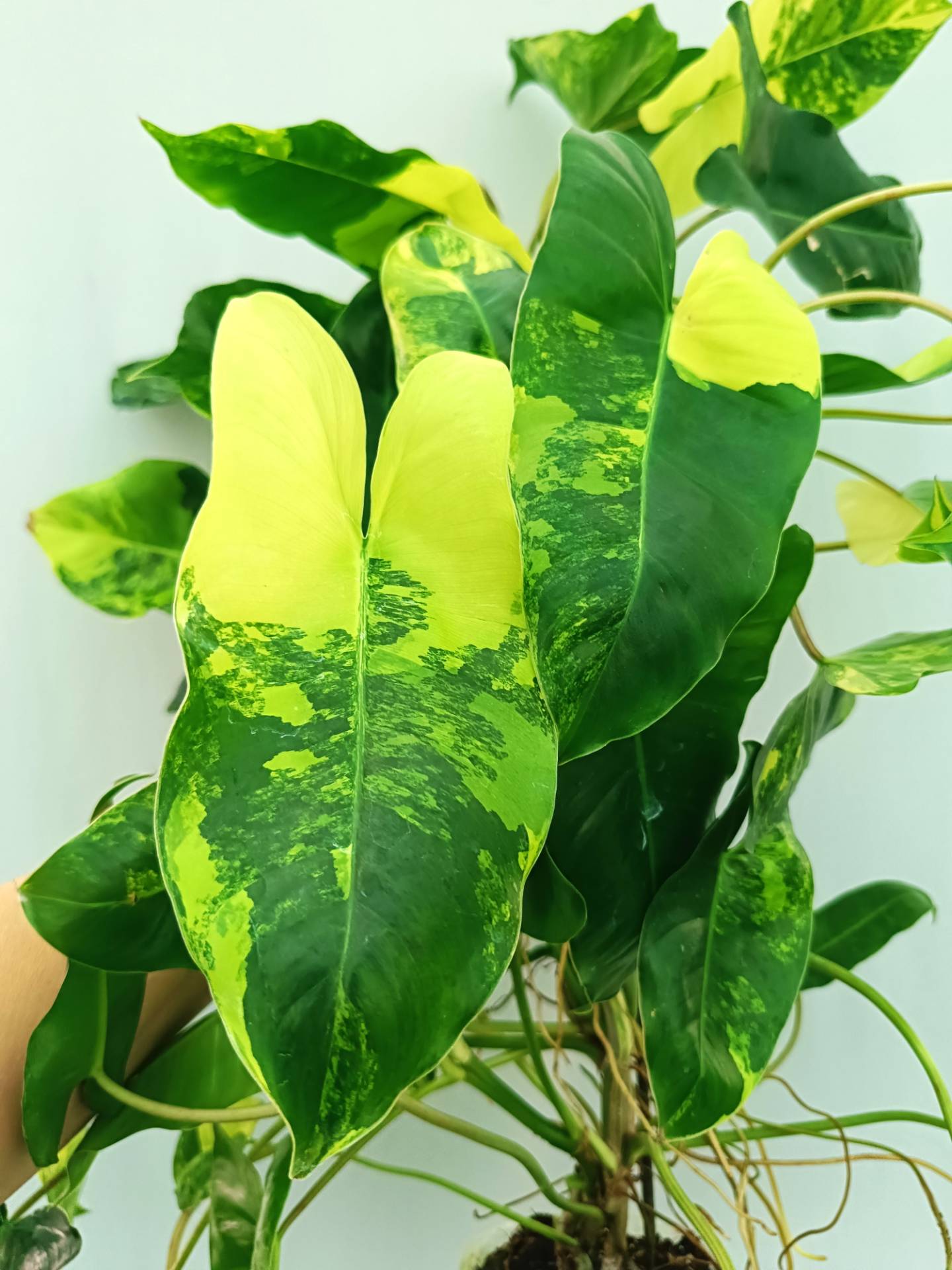 Philodendron Burle Marx Variegata