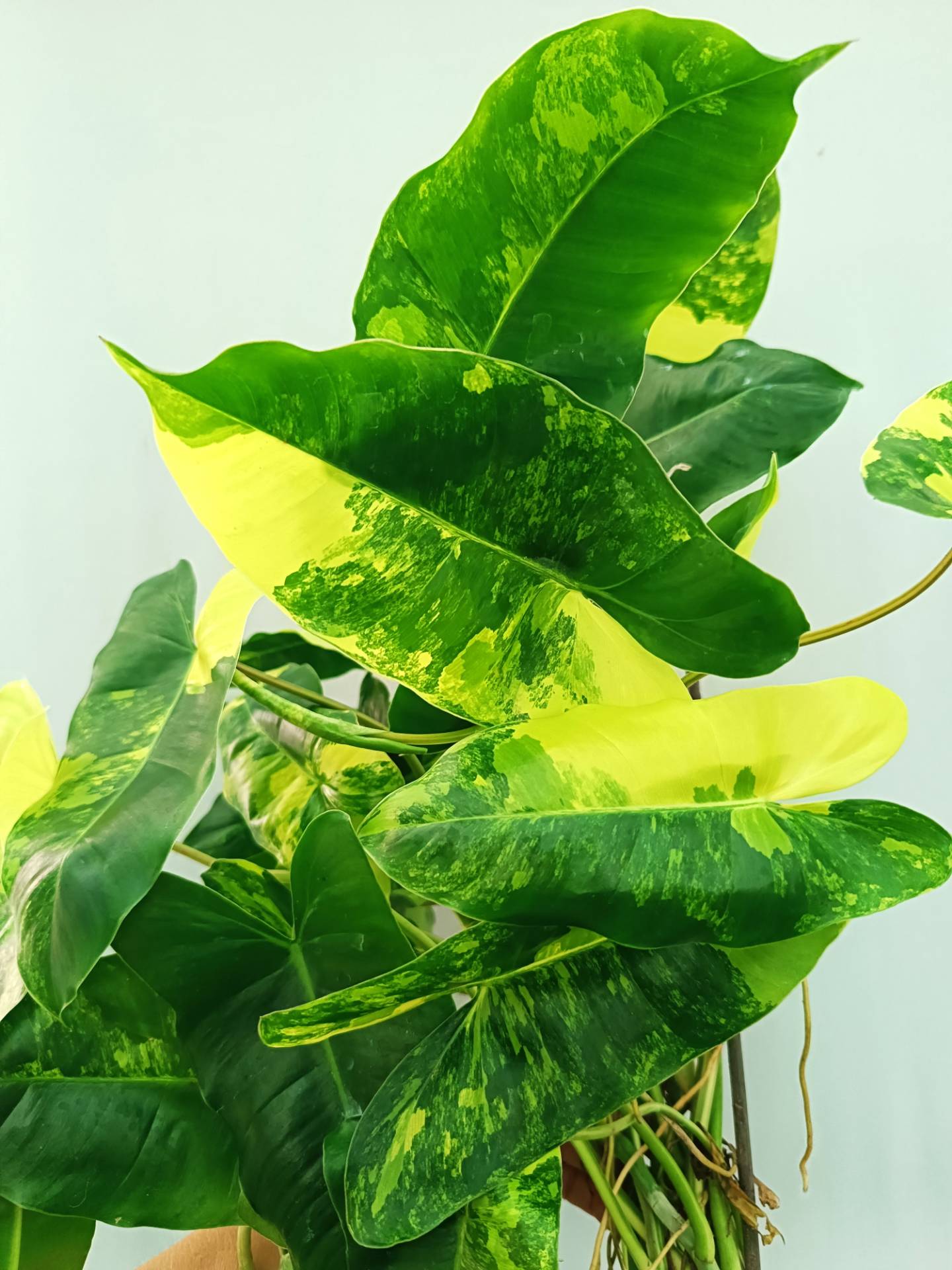 philodendron burle marx wikipedia Philodendron Burle Marx Variegata