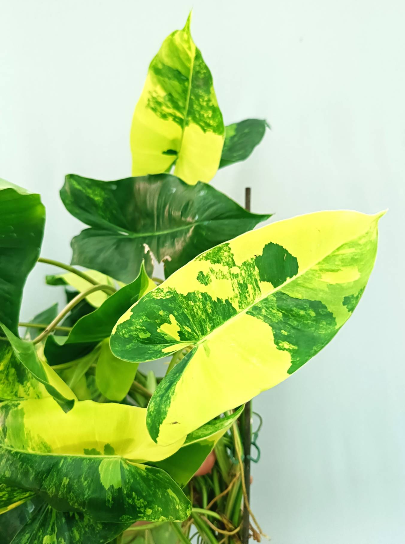 Philodendron Burle Marx Variegata