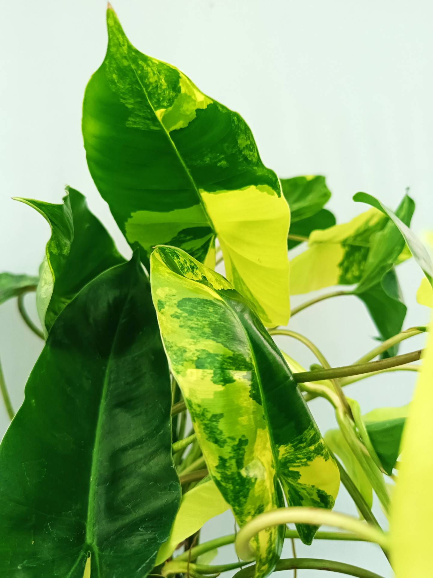 Philodendron Burle Marx Variegata